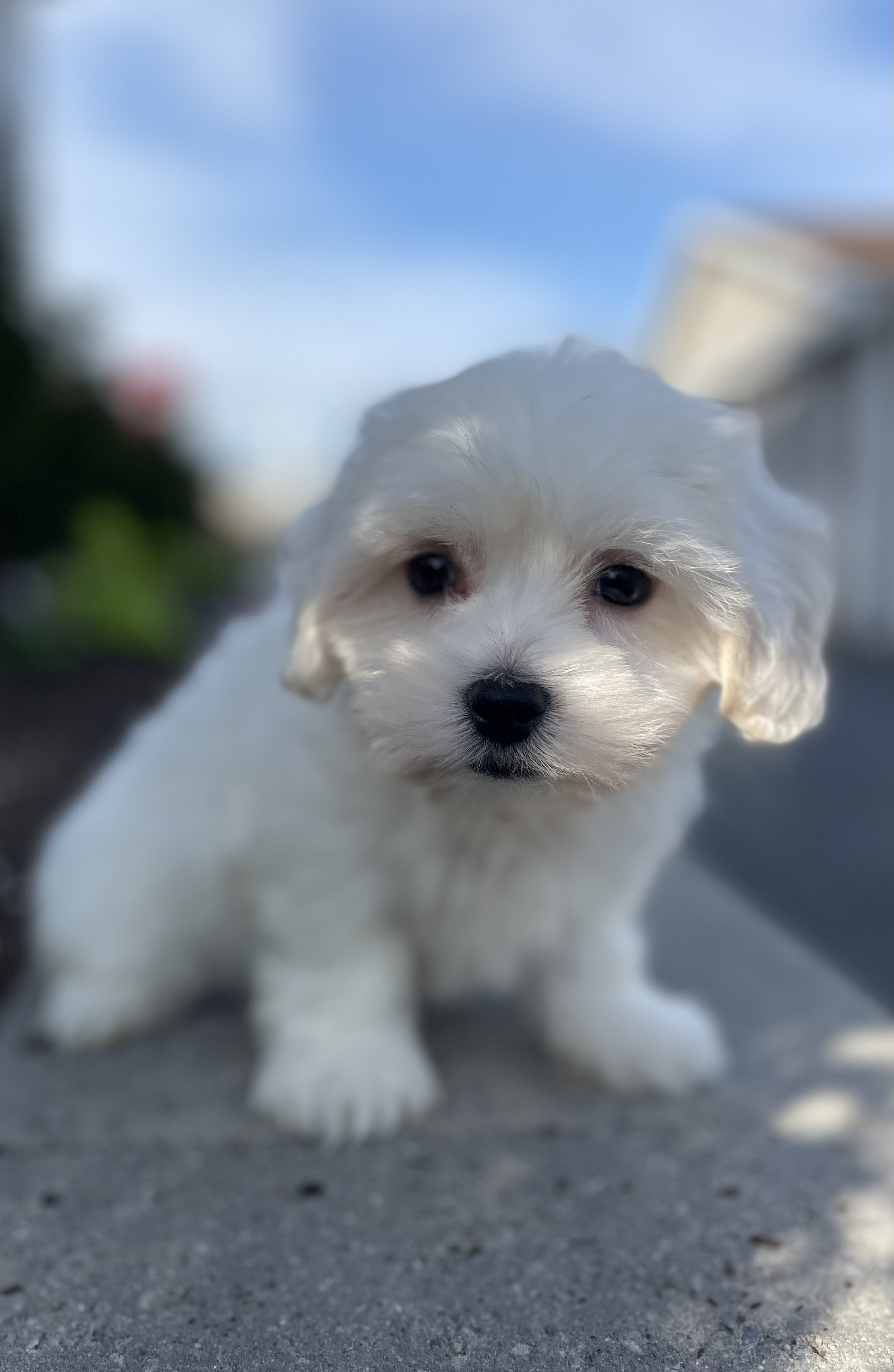 puppy, for, sale, Pooton, Curtis  Martin, dog, breeder, Seneca Falls, NY, dog-breeder, puppy-for-sale, forsale, nearby, find, puppyfind, locator, puppylocator, aca