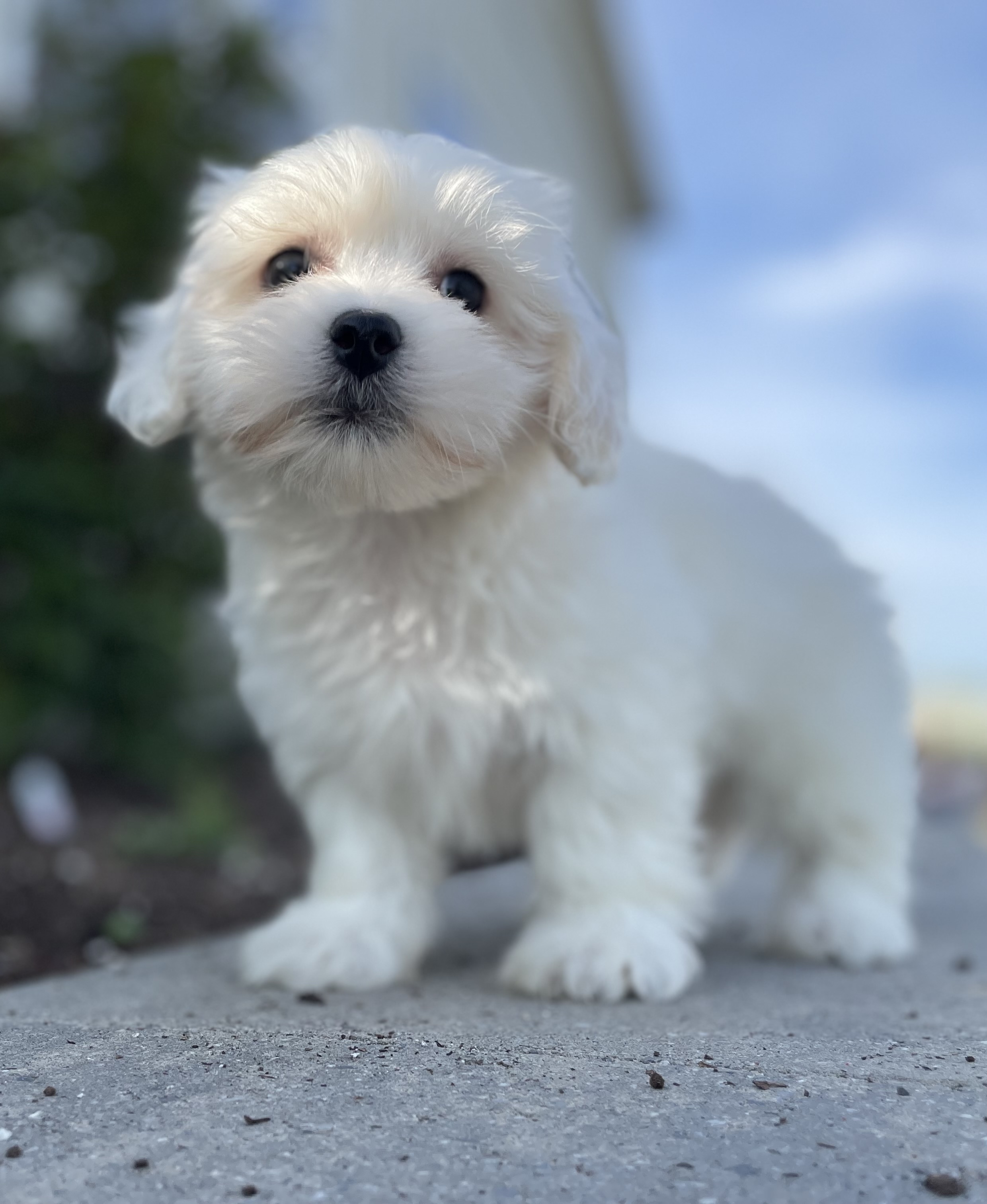 puppy, for, sale, Pooton, Curtis  Martin, dog, breeder, Seneca Falls, NY, dog-breeder, puppy-for-sale, forsale, nearby, find, puppyfind, locator, puppylocator, aca