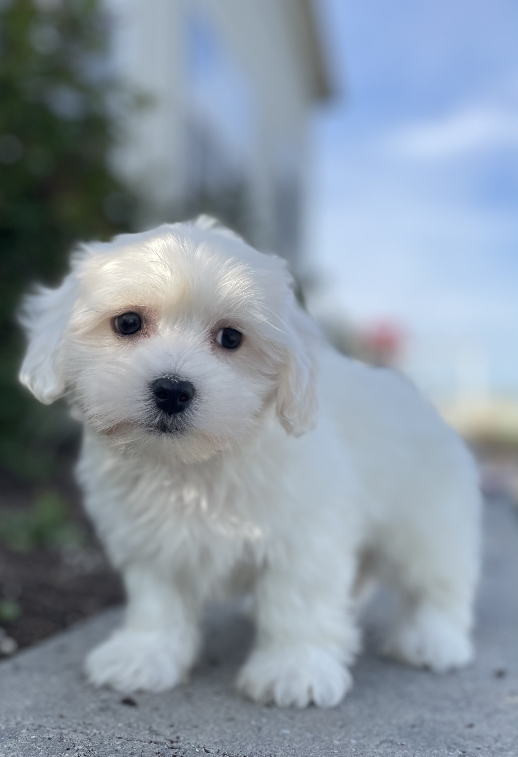 puppy, for, sale, Pooton, Curtis  Martin, dog, breeder, Seneca Falls, NY, dog-breeder, puppy-for-sale, forsale, nearby, find, puppyfind, locator, puppylocator, aca