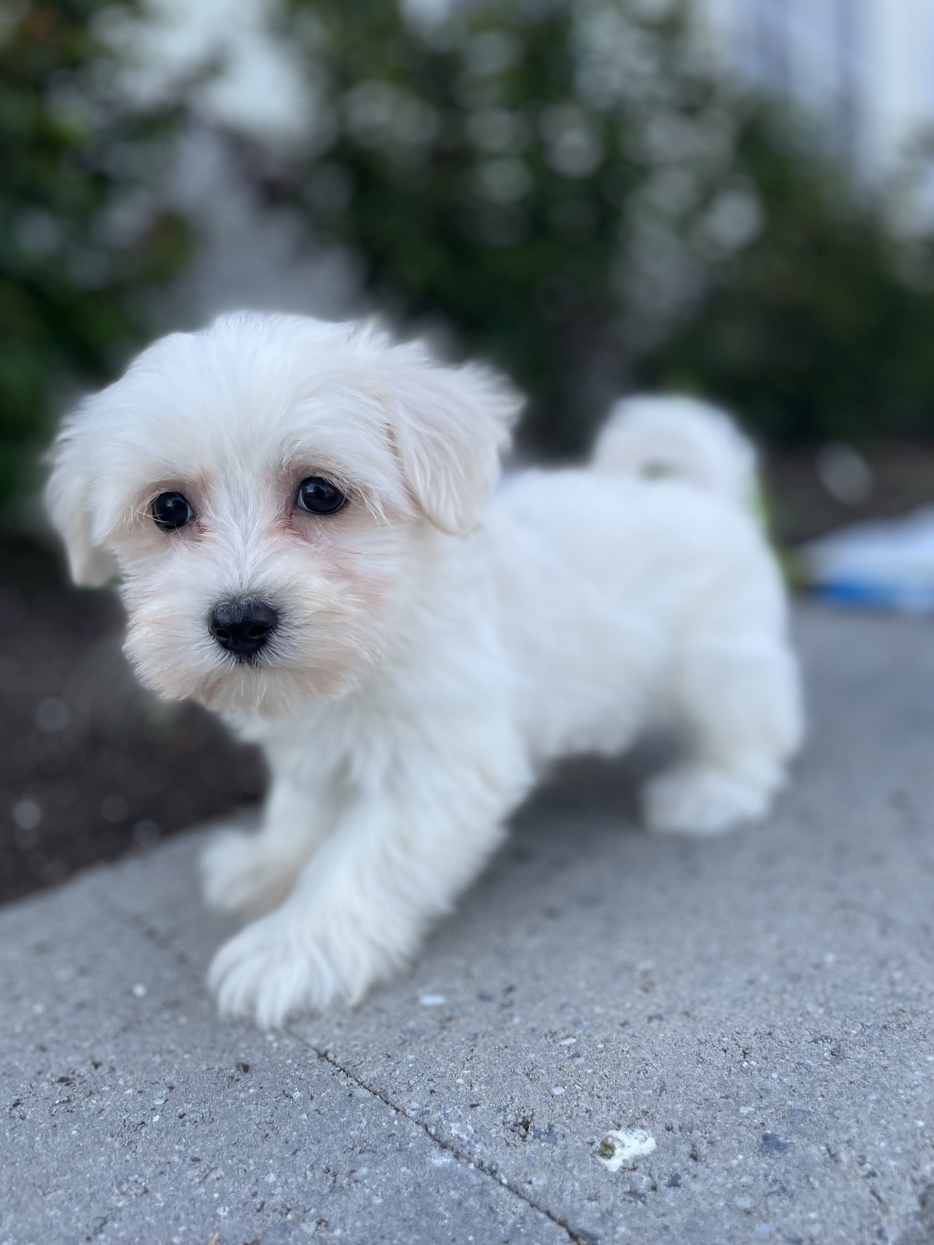 puppy, for, sale, Pooton, Curtis  Martin, dog, breeder, Seneca Falls, NY, dog-breeder, puppy-for-sale, forsale, nearby, find, puppyfind, locator, puppylocator, aca