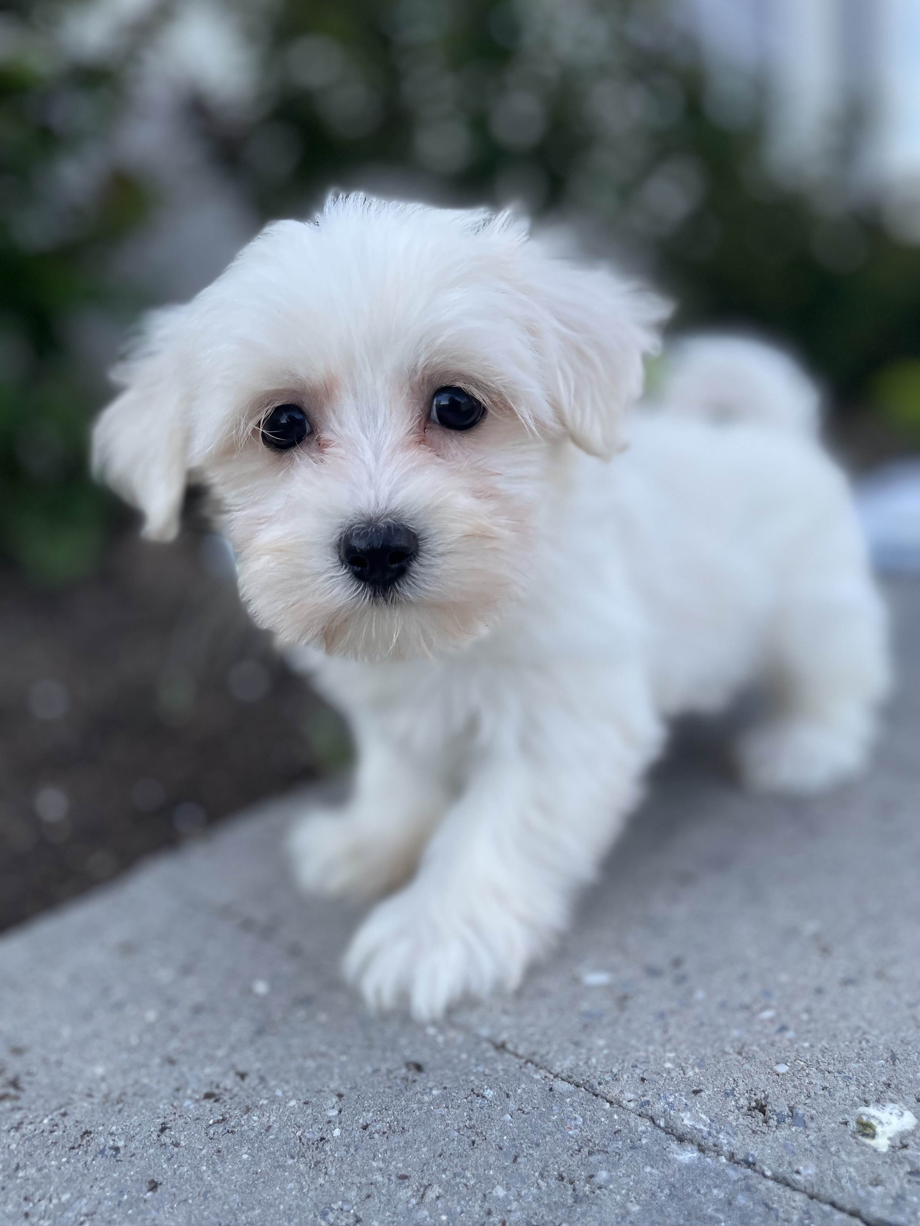 puppy, for, sale, Pooton, Curtis  Martin, dog, breeder, Seneca Falls, NY, dog-breeder, puppy-for-sale, forsale, nearby, find, puppyfind, locator, puppylocator, aca