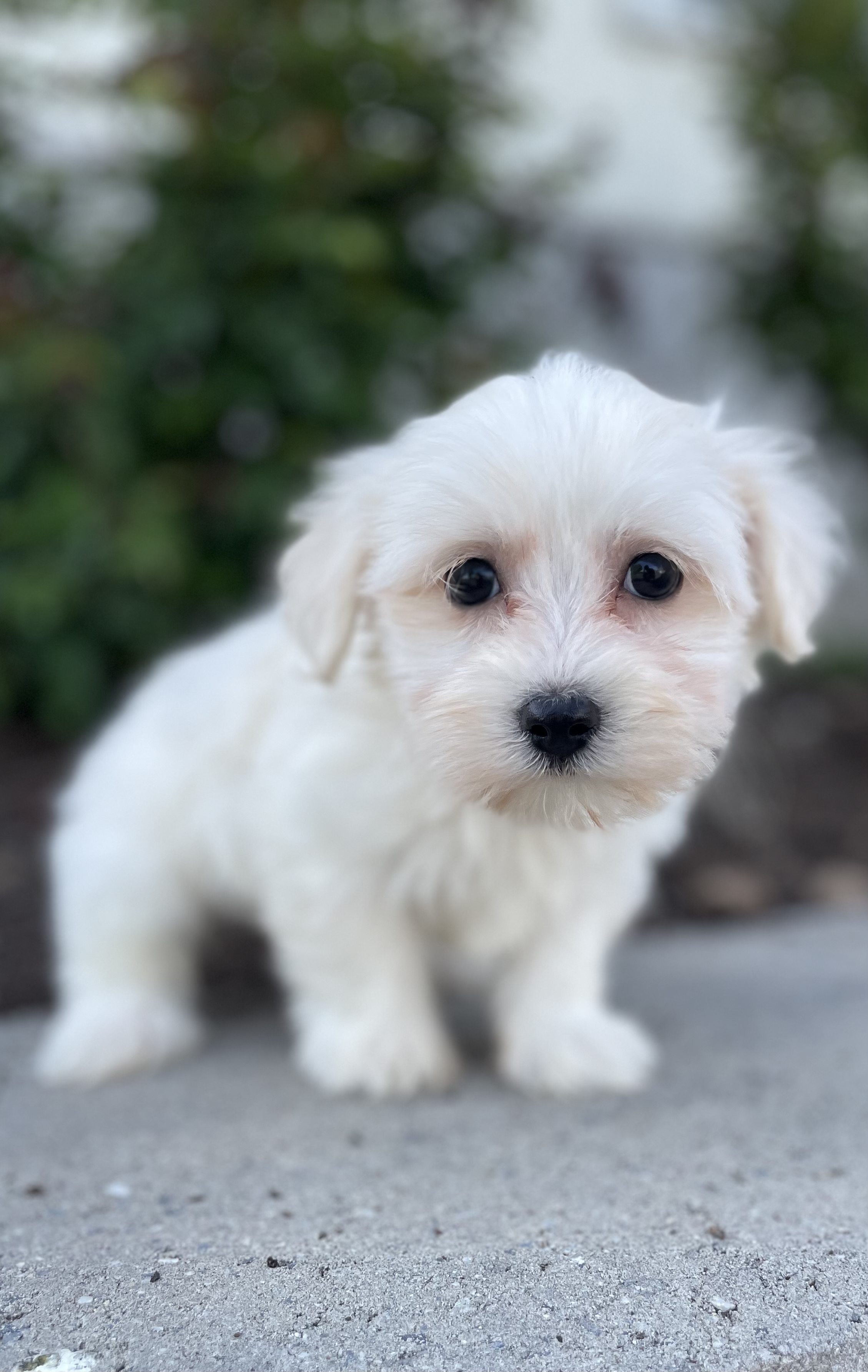 puppy, for, sale, Pooton, Curtis  Martin, dog, breeder, Seneca Falls, NY, dog-breeder, puppy-for-sale, forsale, nearby, find, puppyfind, locator, puppylocator, aca