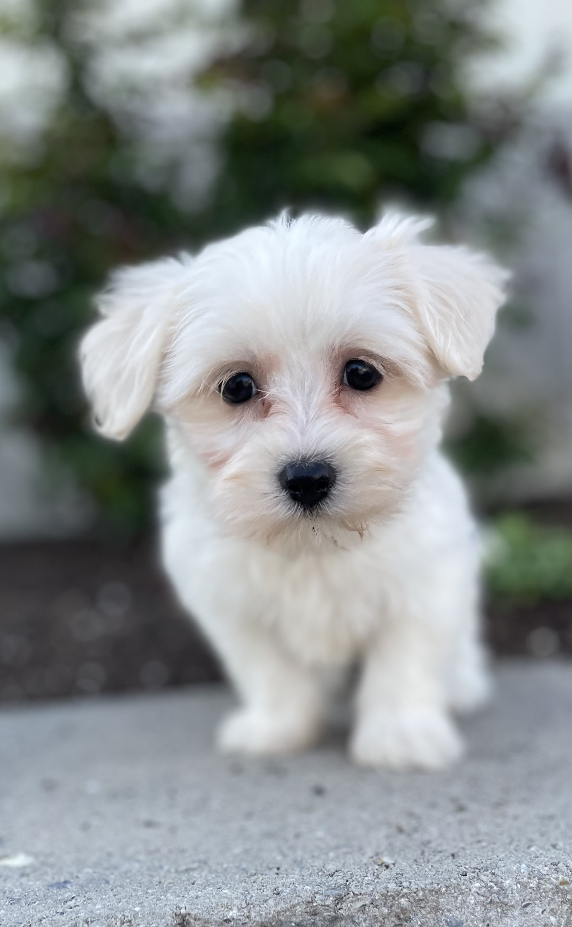 puppy, for, sale, Pooton, Curtis  Martin, dog, breeder, Seneca Falls, NY, dog-breeder, puppy-for-sale, forsale, nearby, find, puppyfind, locator, puppylocator, aca