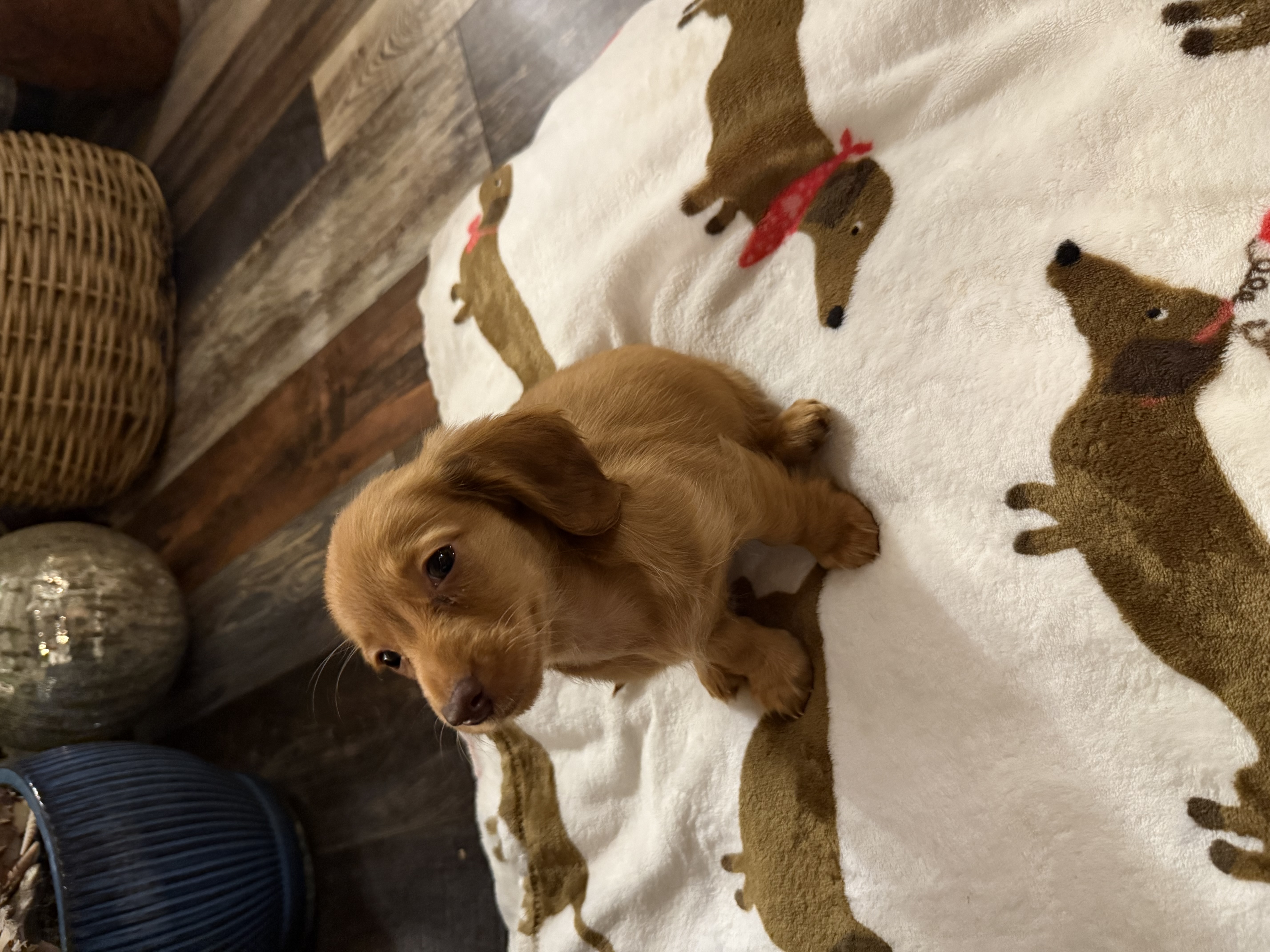 puppy, for, sale, Dachshund, HEIDI  HARRIS, dog, breeder, IPSWICH, MA, dog-breeder, puppy-for-sale, forsale, nearby, find, puppyfind, locator, puppylocator, aca