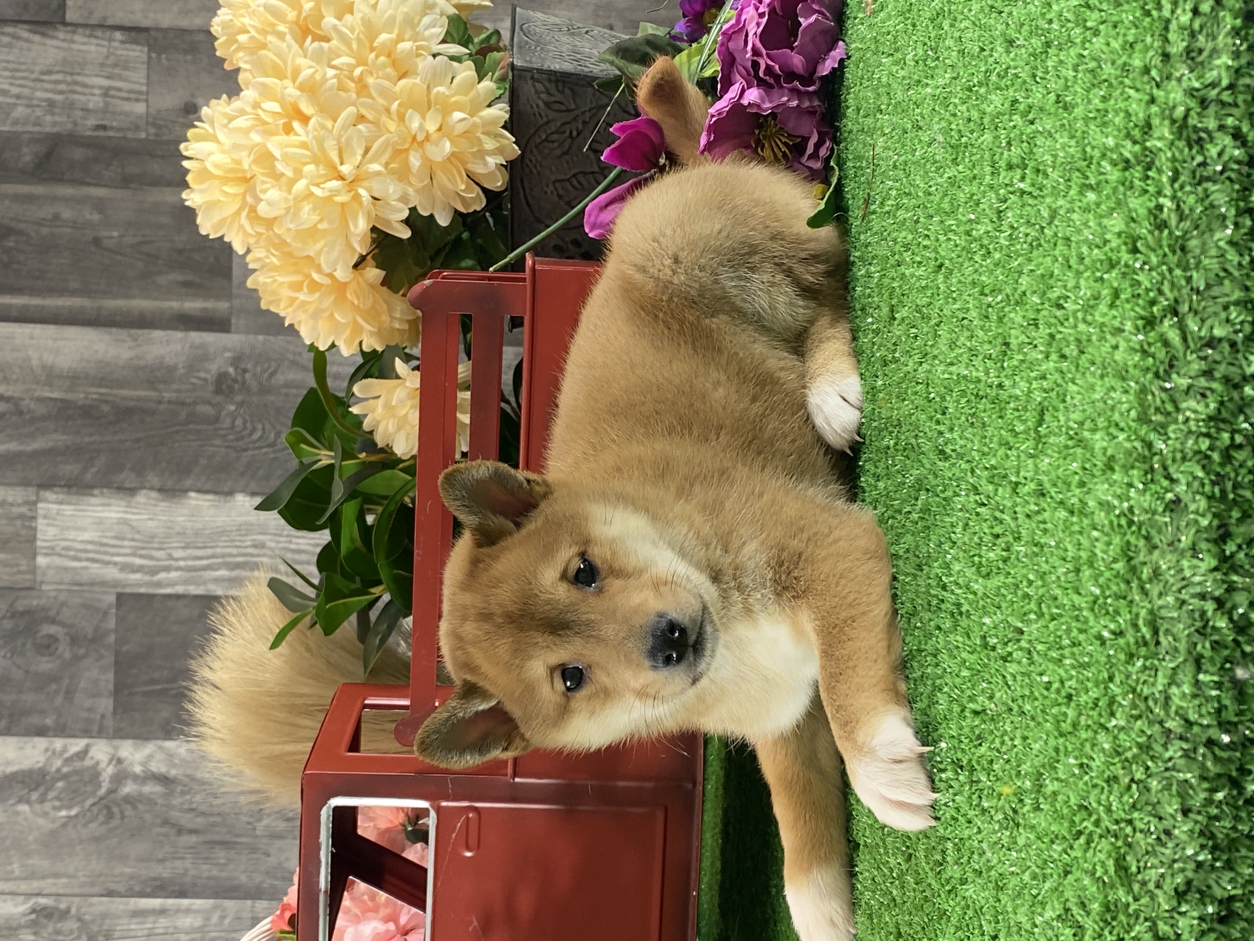 puppy, for, sale, Shiba Inu, Curtis  Martin, dog, breeder, Seneca Falls, NY, dog-breeder, puppy-for-sale, forsale, nearby, find, puppyfind, locator, puppylocator, aca