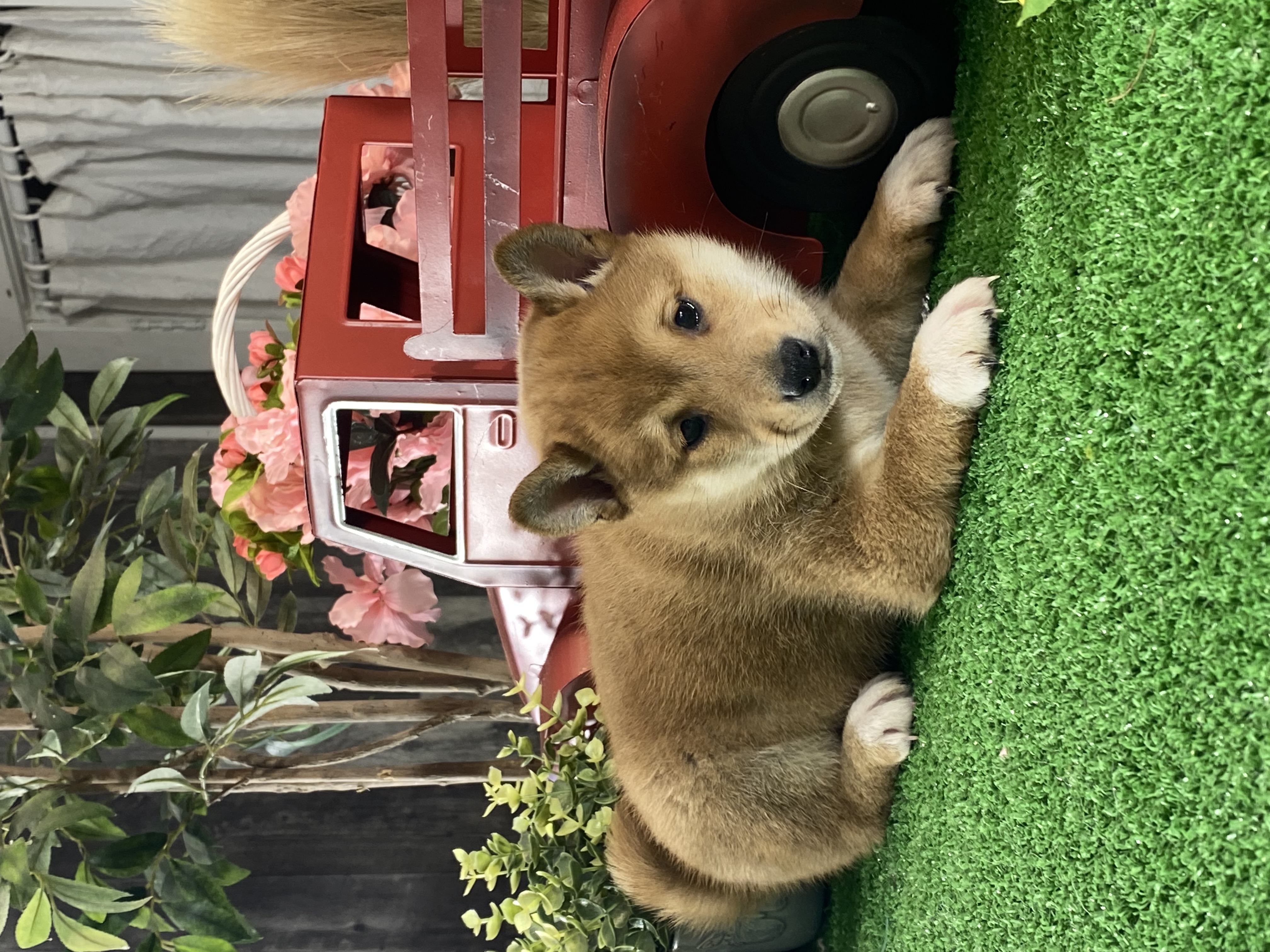 puppy, for, sale, Shiba Inu, Curtis  Martin, dog, breeder, Seneca Falls, NY, dog-breeder, puppy-for-sale, forsale, nearby, find, puppyfind, locator, puppylocator, aca