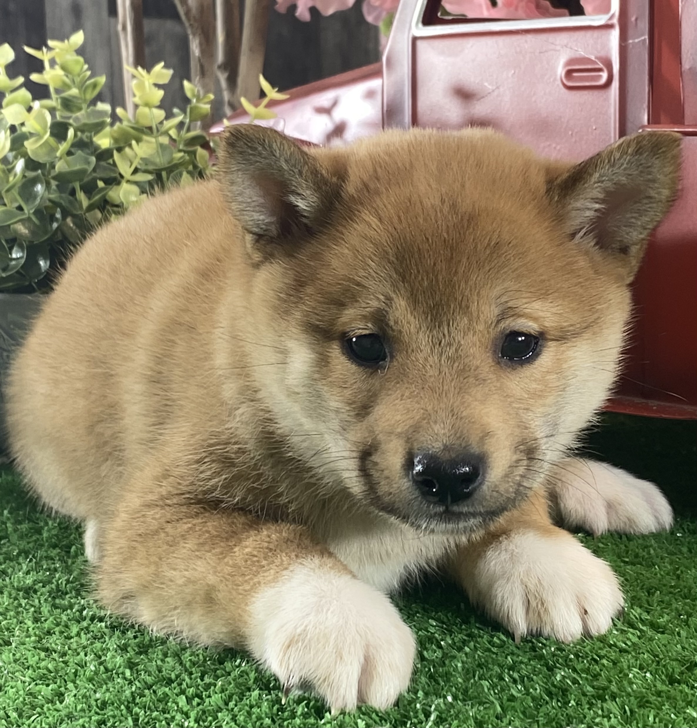 puppy, for, sale, Shiba Inu, Curtis  Martin, dog, breeder, Seneca Falls, NY, dog-breeder, puppy-for-sale, forsale, nearby, find, puppyfind, locator, puppylocator, aca