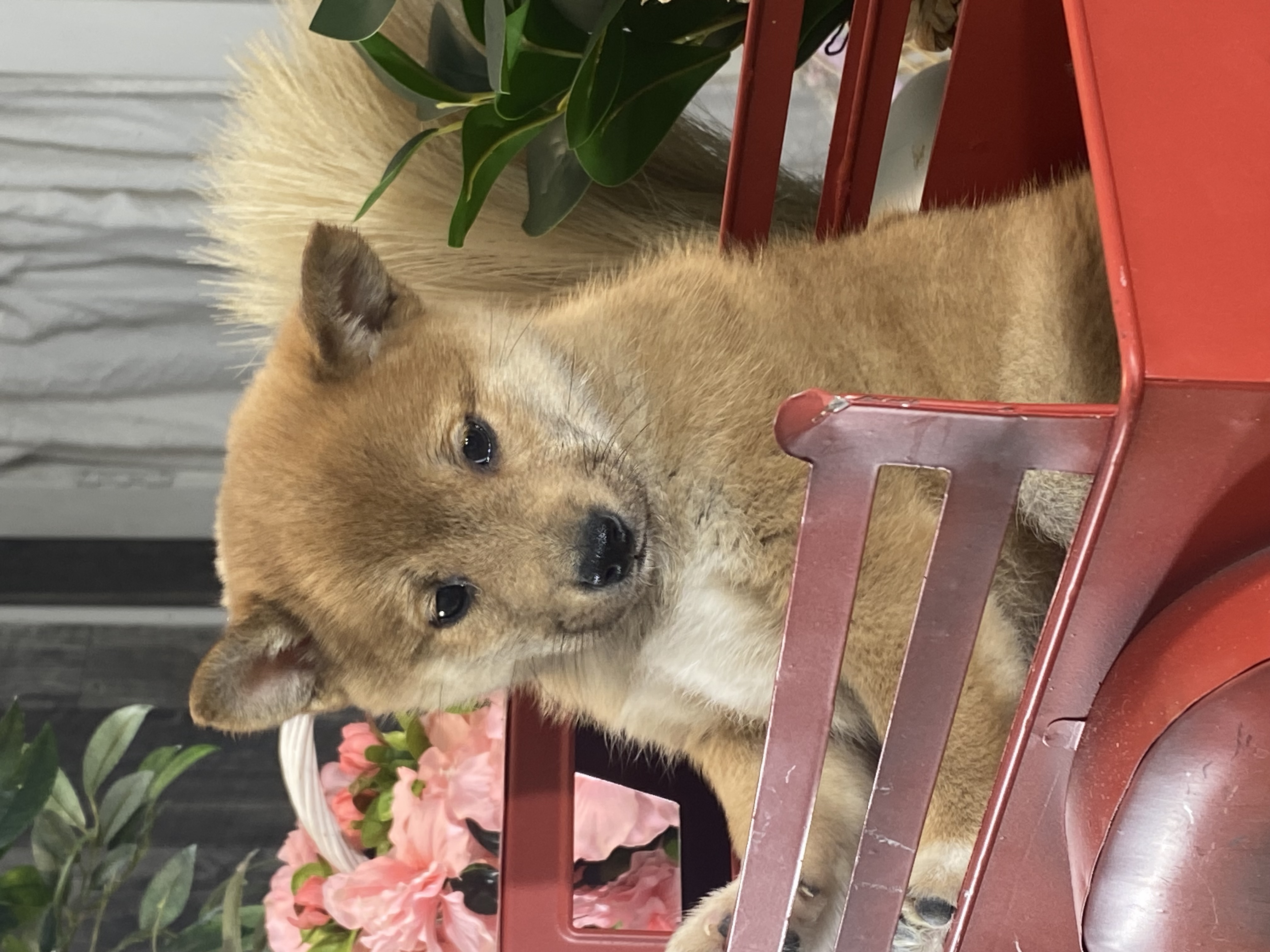 puppy, for, sale, Shiba Inu, Curtis  Martin, dog, breeder, Seneca Falls, NY, dog-breeder, puppy-for-sale, forsale, nearby, find, puppyfind, locator, puppylocator, aca