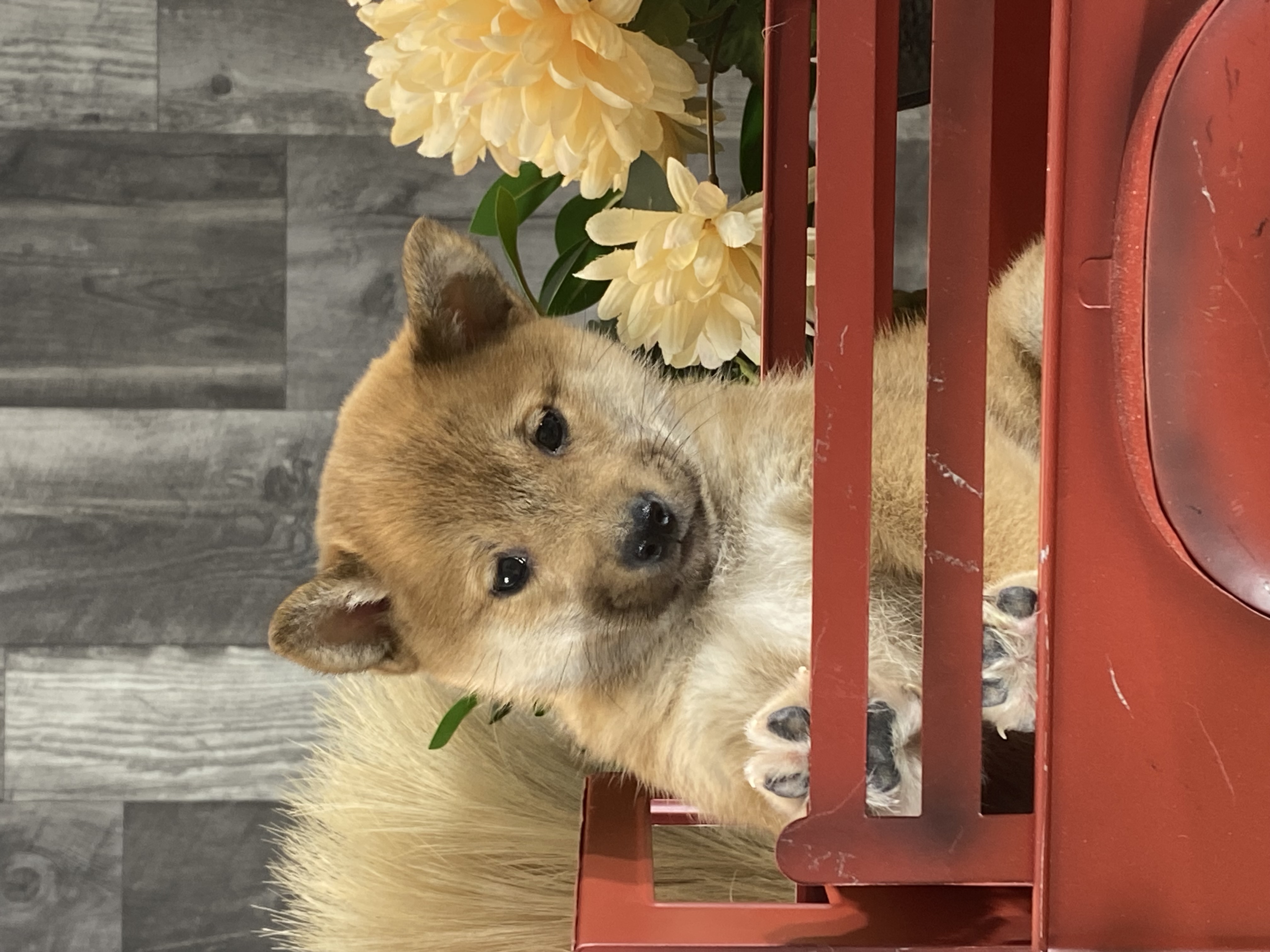 puppy, for, sale, Shiba Inu, Curtis  Martin, dog, breeder, Seneca Falls, NY, dog-breeder, puppy-for-sale, forsale, nearby, find, puppyfind, locator, puppylocator, aca