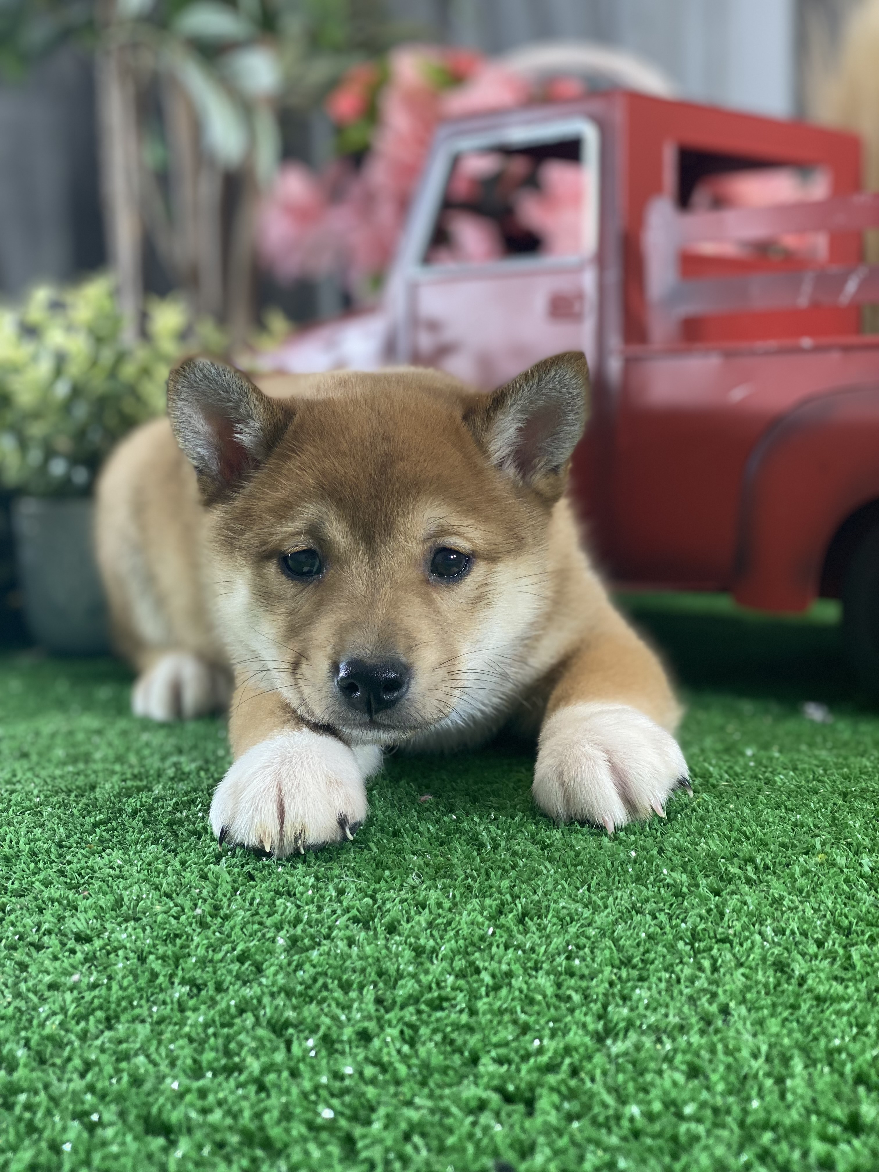 puppy, for, sale, Shiba Inu, Curtis  Martin, dog, breeder, Seneca Falls, NY, dog-breeder, puppy-for-sale, forsale, nearby, find, puppyfind, locator, puppylocator, aca