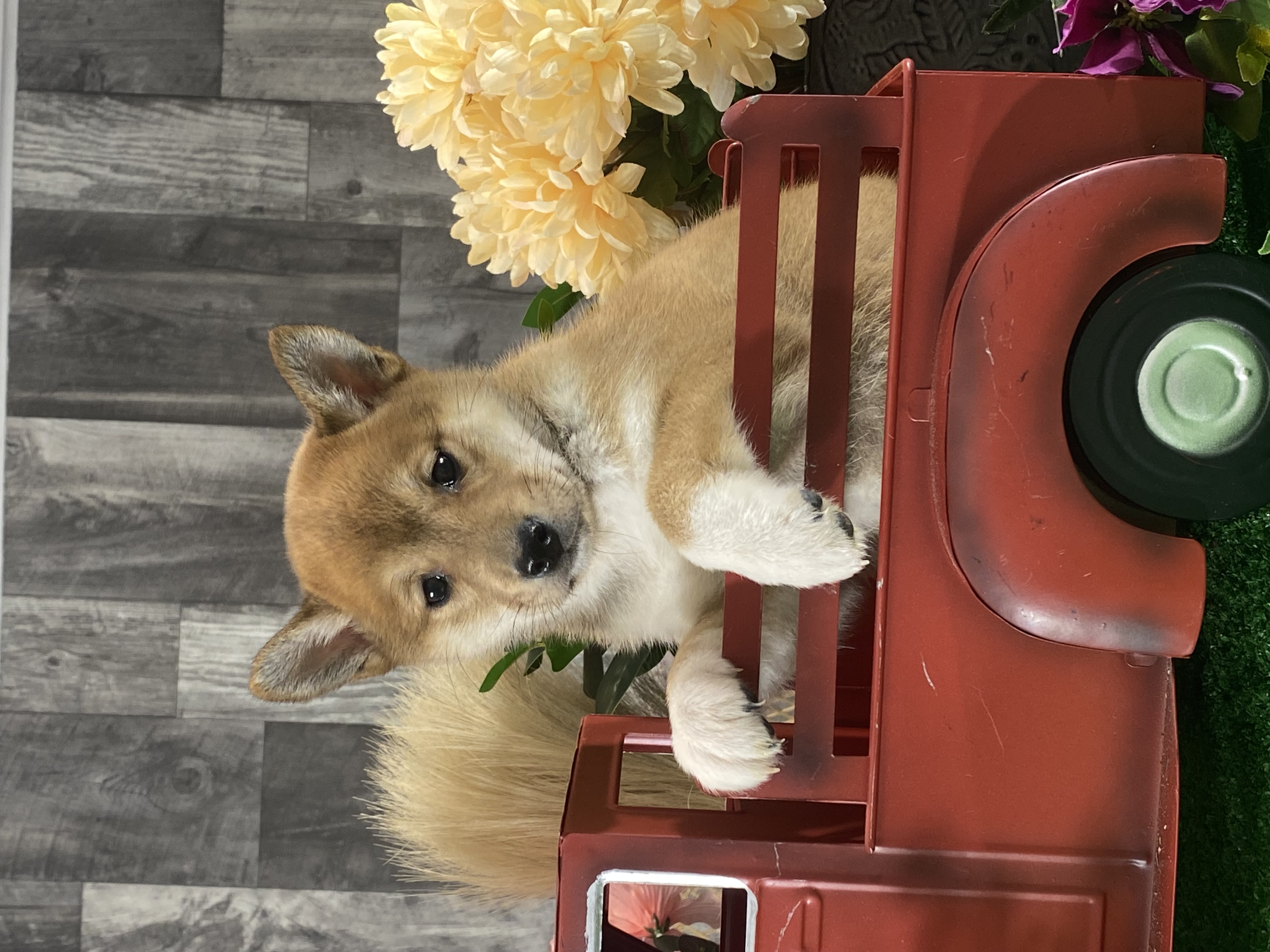 puppy, for, sale, Shiba Inu, Curtis  Martin, dog, breeder, Seneca Falls, NY, dog-breeder, puppy-for-sale, forsale, nearby, find, puppyfind, locator, puppylocator, aca