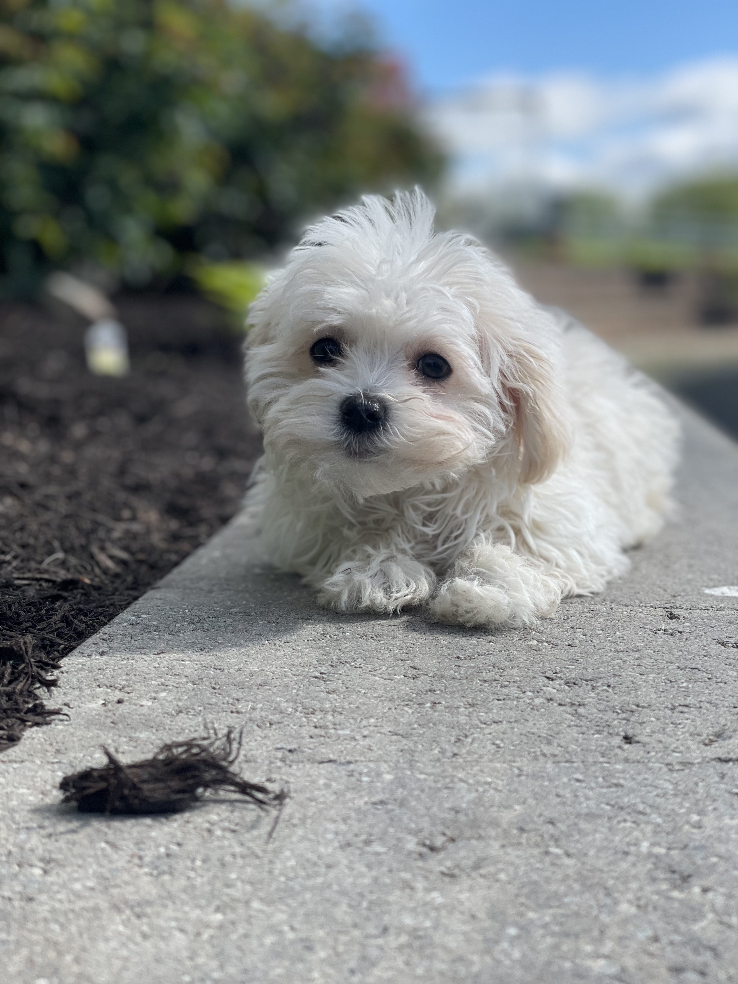 puppy, for, sale, Havanese, Curtis  Martin, dog, breeder, Seneca Falls, NY, dog-breeder, puppy-for-sale, forsale, nearby, find, puppyfind, locator, puppylocator, aca