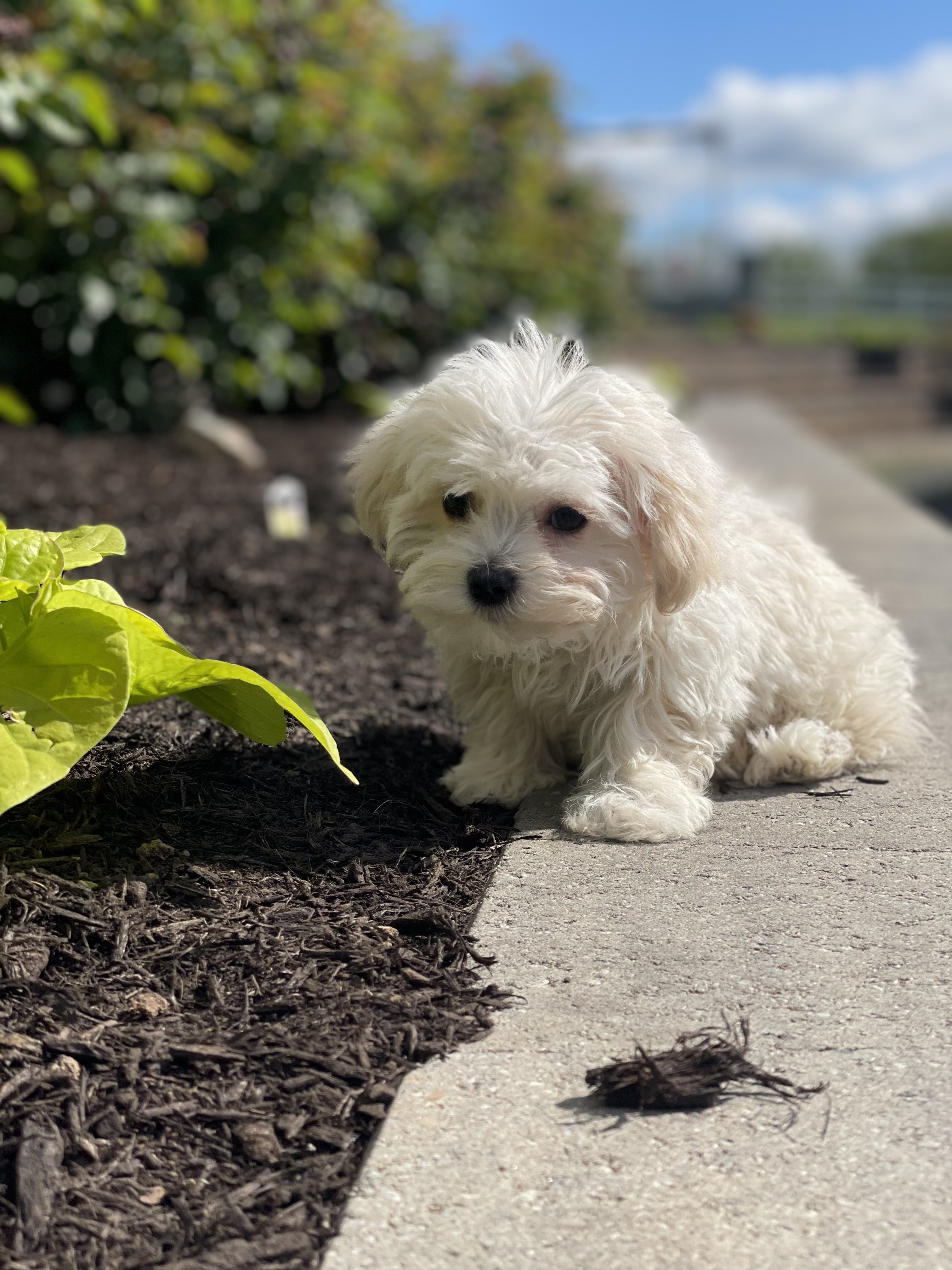 puppy, for, sale, Havanese, Curtis  Martin, dog, breeder, Seneca Falls, NY, dog-breeder, puppy-for-sale, forsale, nearby, find, puppyfind, locator, puppylocator, aca