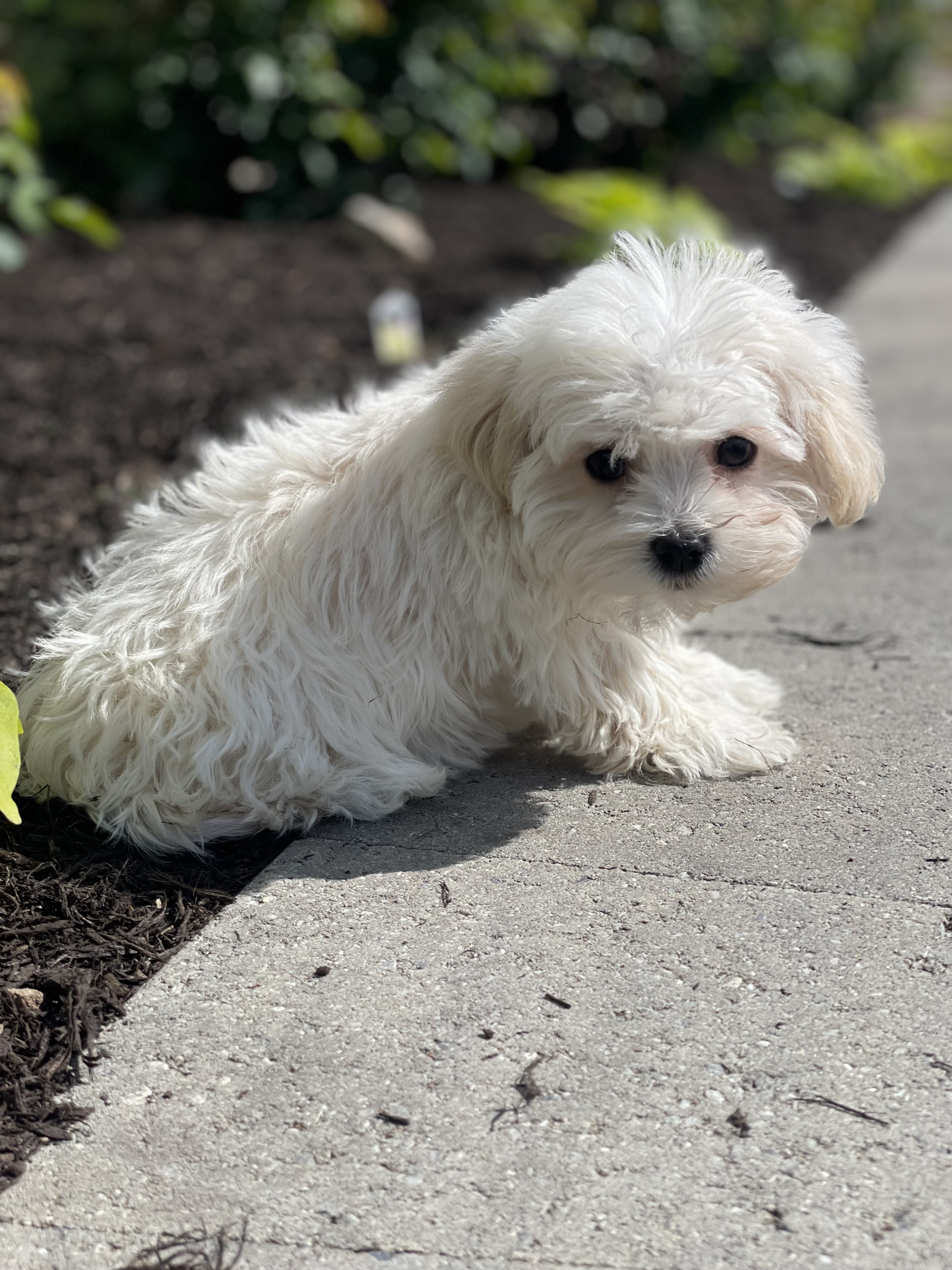 puppy, for, sale, Havanese, Curtis  Martin, dog, breeder, Seneca Falls, NY, dog-breeder, puppy-for-sale, forsale, nearby, find, puppyfind, locator, puppylocator, aca