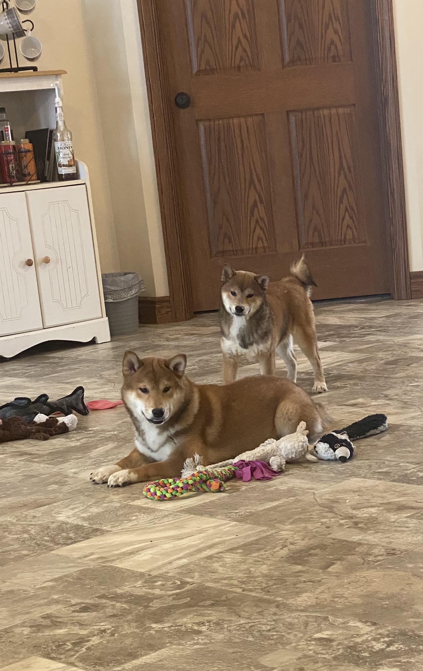 puppy, for, sale, Shiba Inu, Curtis  Martin, dog, breeder, Seneca Falls, NY, dog-breeder, puppy-for-sale, forsale, nearby, find, puppyfind, locator, puppylocator, aca