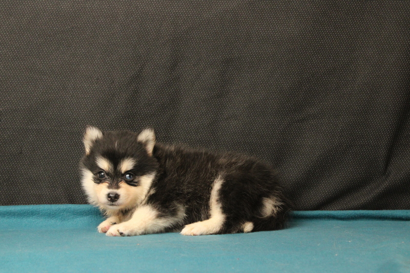 puppy, for, sale, Pomsky, Matthew B. Stoltzfus, dog, breeder, Gap, PA, dog-breeder, puppy-for-sale, forsale, nearby, find, puppyfind, locator, puppylocator, aca