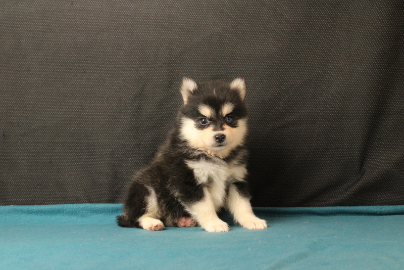puppy, for, sale, Pomsky, Matthew B. Stoltzfus, dog, breeder, Gap, PA, dog-breeder, puppy-for-sale, forsale, nearby, find, puppyfind, locator, puppylocator, aca