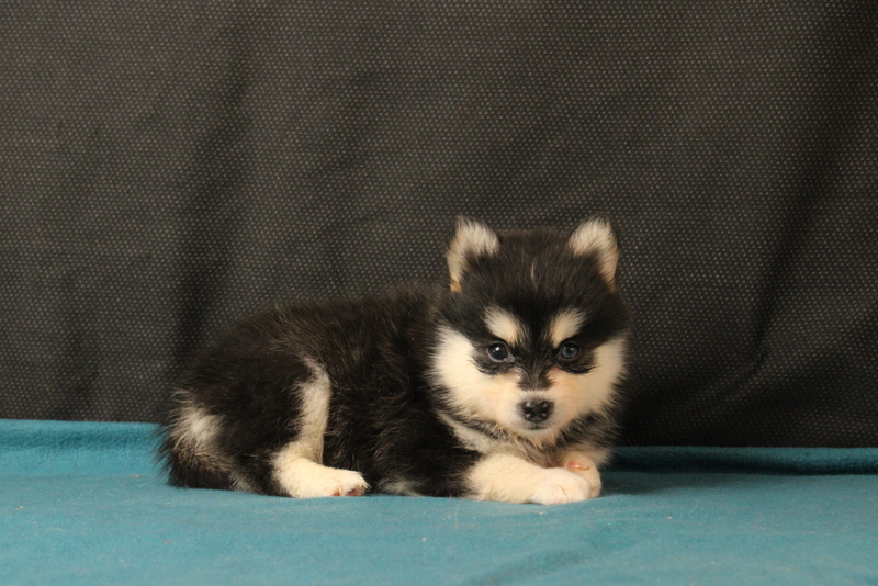 puppy, for, sale, Pomsky, Matthew B. Stoltzfus, dog, breeder, Gap, PA, dog-breeder, puppy-for-sale, forsale, nearby, find, puppyfind, locator, puppylocator, aca