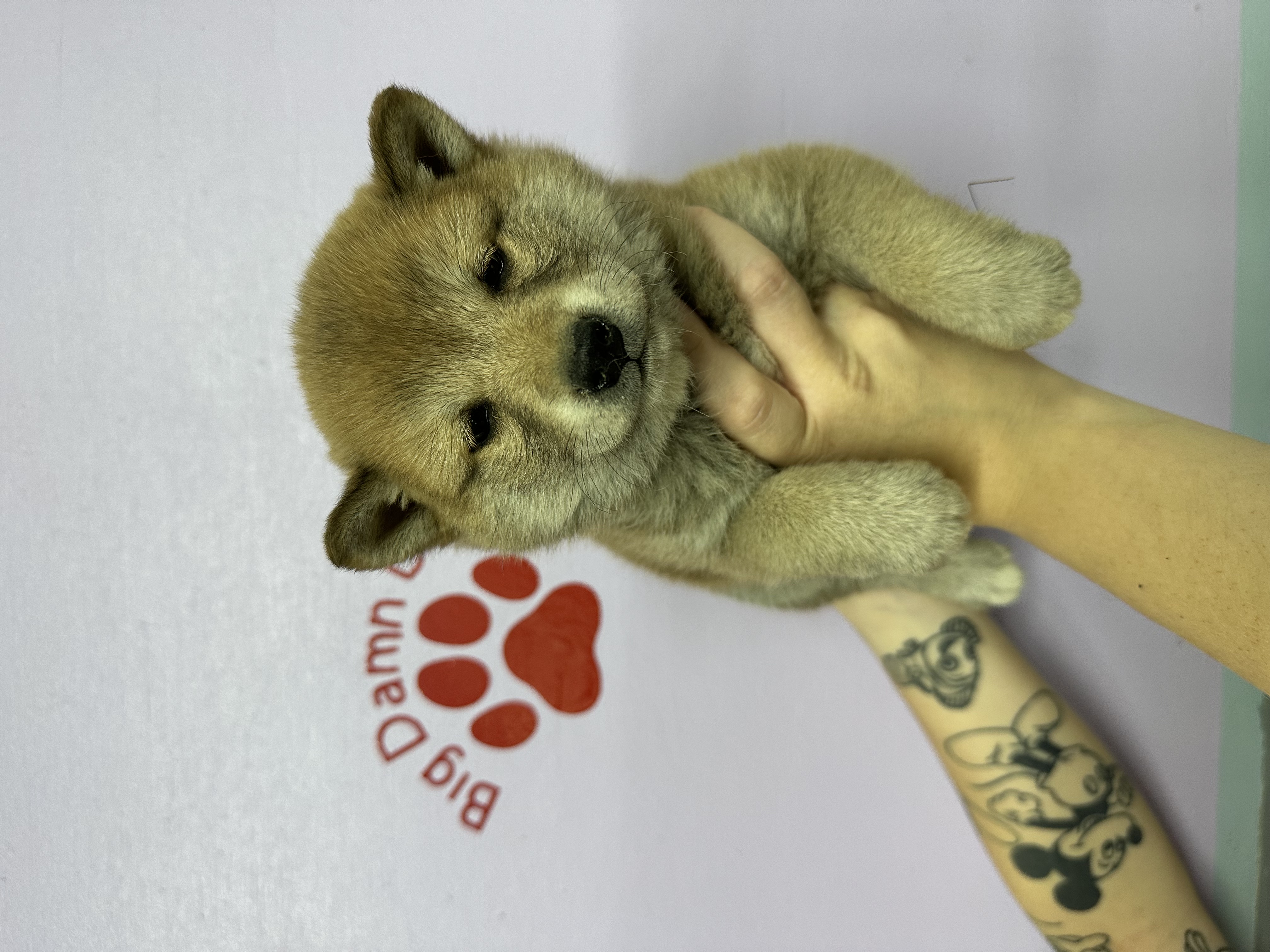 puppy, for, sale, Shiba Inu,   Big Damn Dogs LLC, dog, breeder, Milburn, OK, dog-breeder, puppy-for-sale, forsale, nearby, find, puppyfind, locator, puppylocator, aca