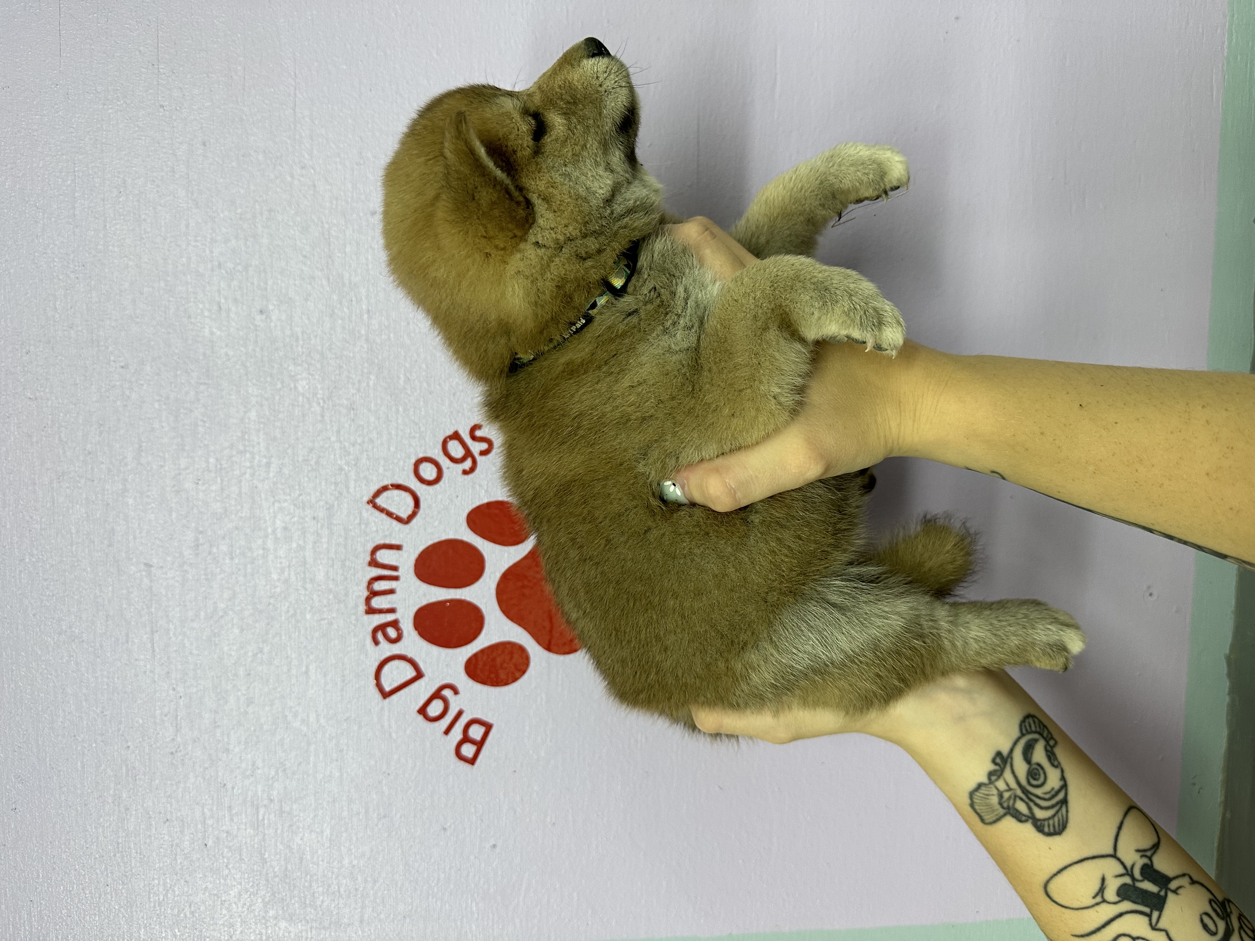 puppy, for, sale, Shiba Inu,   Big Damn Dogs LLC, dog, breeder, Milburn, OK, dog-breeder, puppy-for-sale, forsale, nearby, find, puppyfind, locator, puppylocator, aca