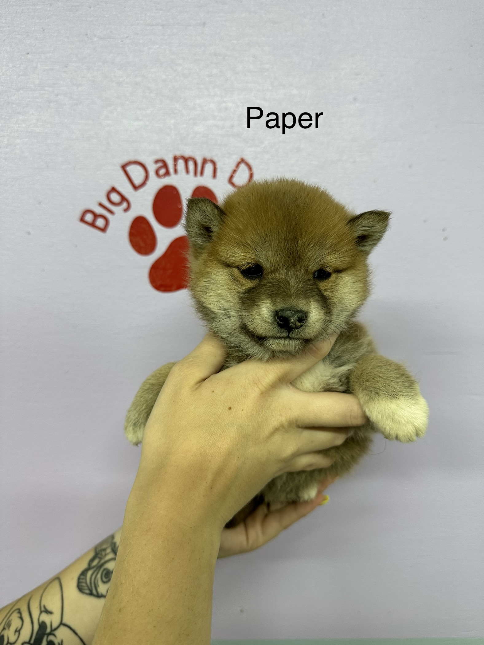 puppy, for, sale, Shiba Inu,   Big Damn Dogs LLC, dog, breeder, Milburn, OK, dog-breeder, puppy-for-sale, forsale, nearby, find, puppyfind, locator, puppylocator, aca