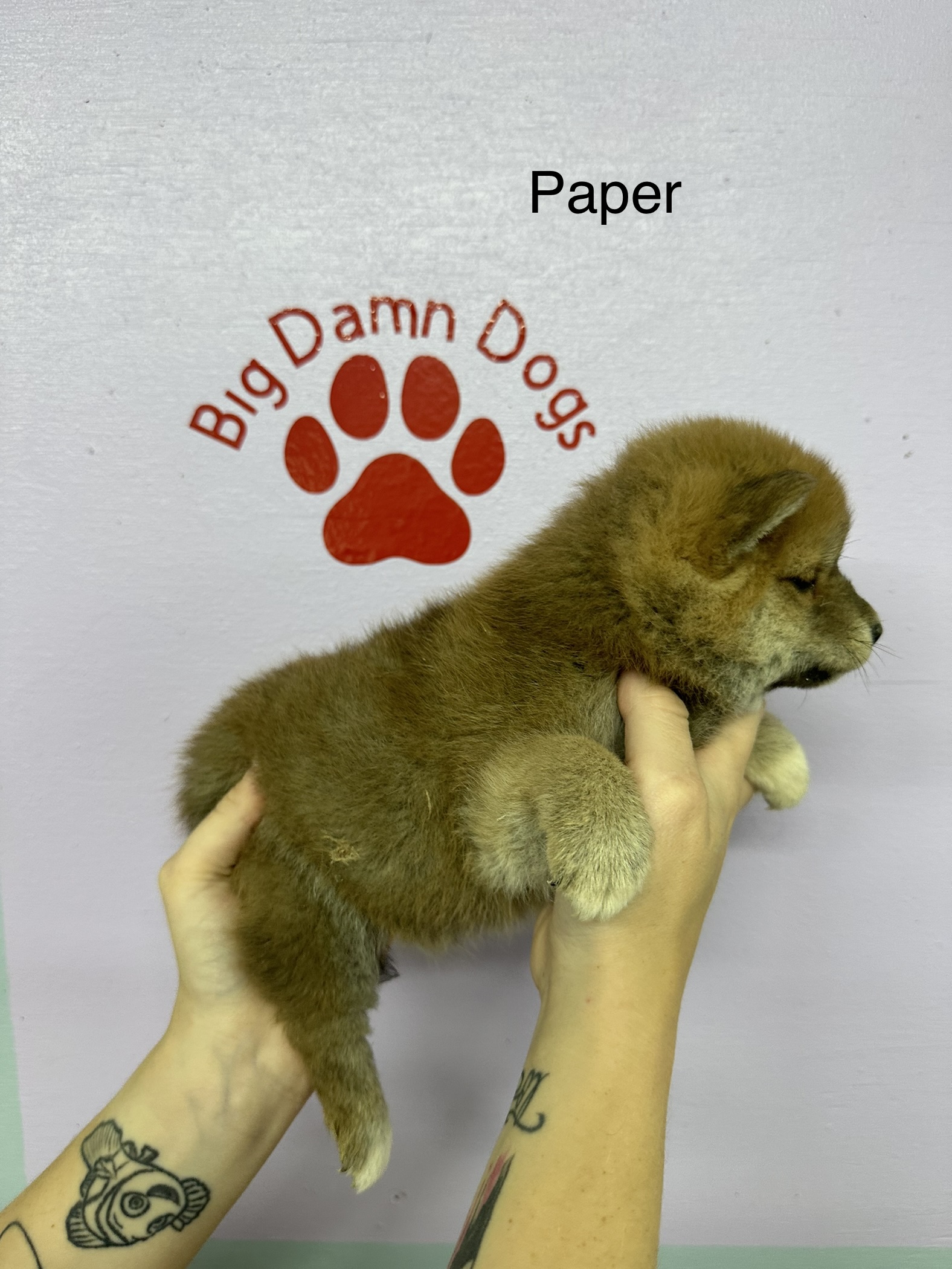 puppy, for, sale, Shiba Inu,   Big Damn Dogs LLC, dog, breeder, Milburn, OK, dog-breeder, puppy-for-sale, forsale, nearby, find, puppyfind, locator, puppylocator, aca