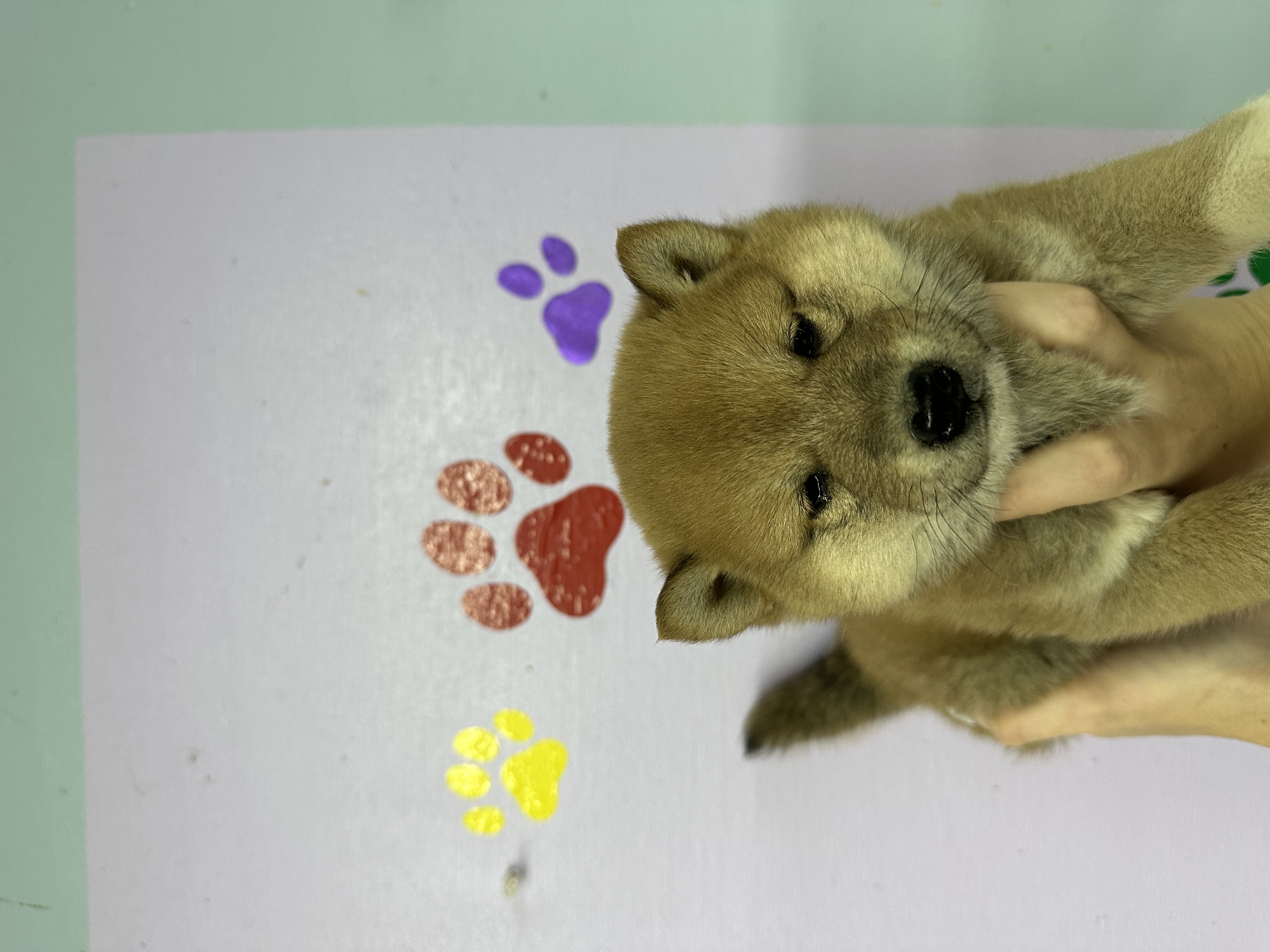 puppy, for, sale, Shiba Inu,   Big Damn Dogs LLC, dog, breeder, Milburn, OK, dog-breeder, puppy-for-sale, forsale, nearby, find, puppyfind, locator, puppylocator, aca