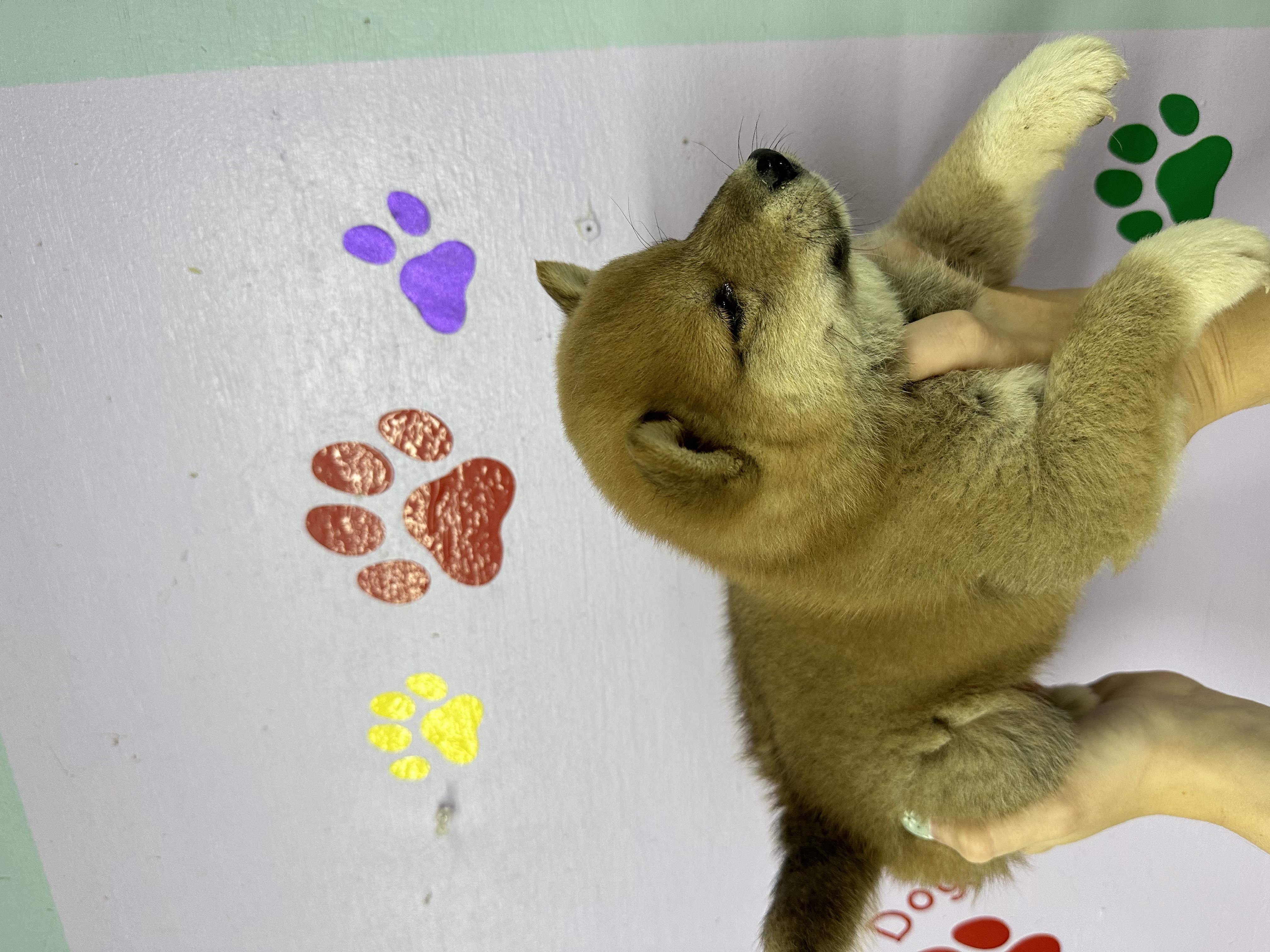 puppy, for, sale, Shiba Inu,   Big Damn Dogs LLC, dog, breeder, Milburn, OK, dog-breeder, puppy-for-sale, forsale, nearby, find, puppyfind, locator, puppylocator, aca