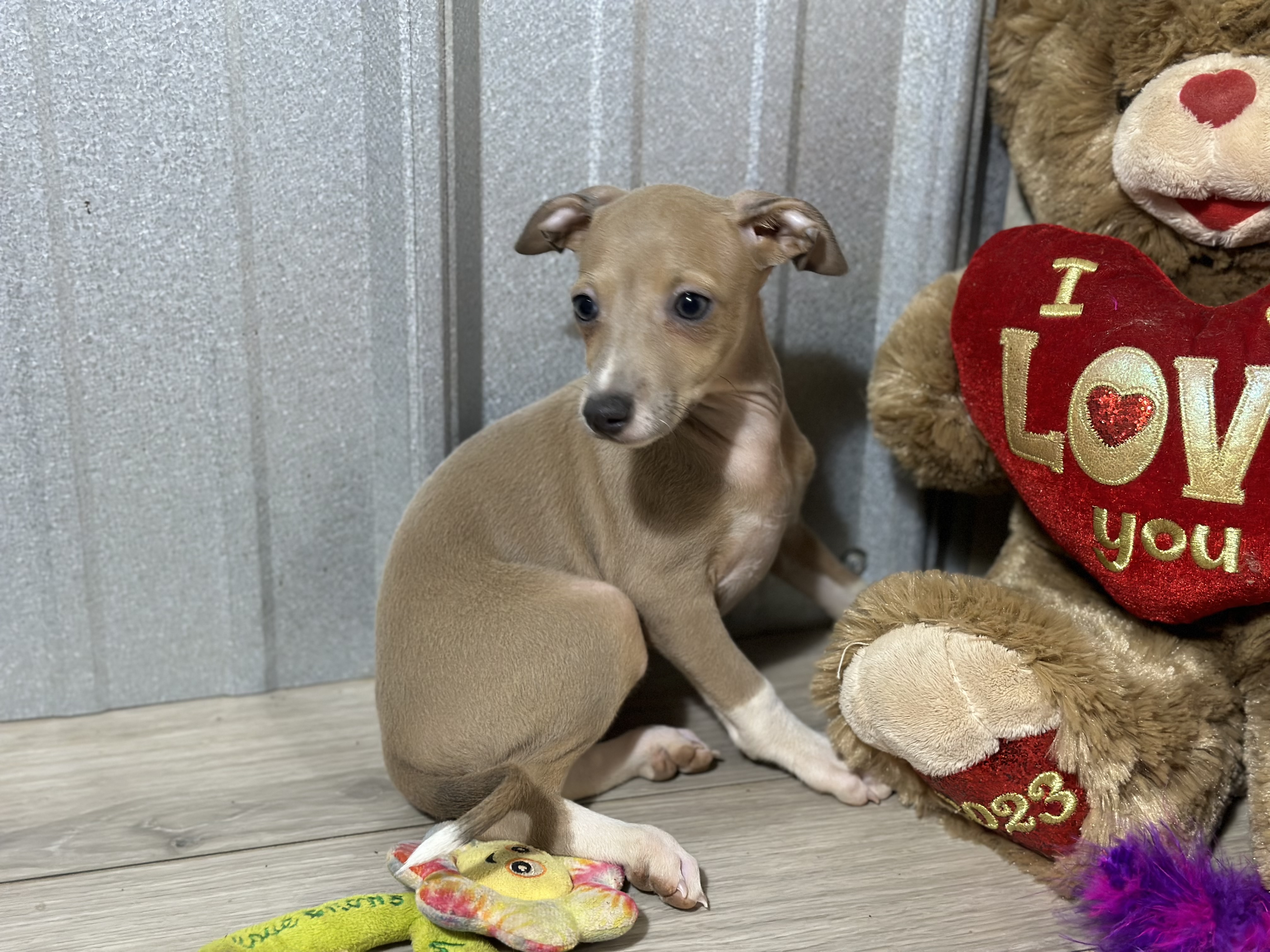 puppy, for, sale, Italian Greyhound, Kimberly  Dildine, dog, breeder, Willow Springs, MO, dog-breeder, puppy-for-sale, forsale, nearby, find, puppyfind, locator, puppylocator, aca