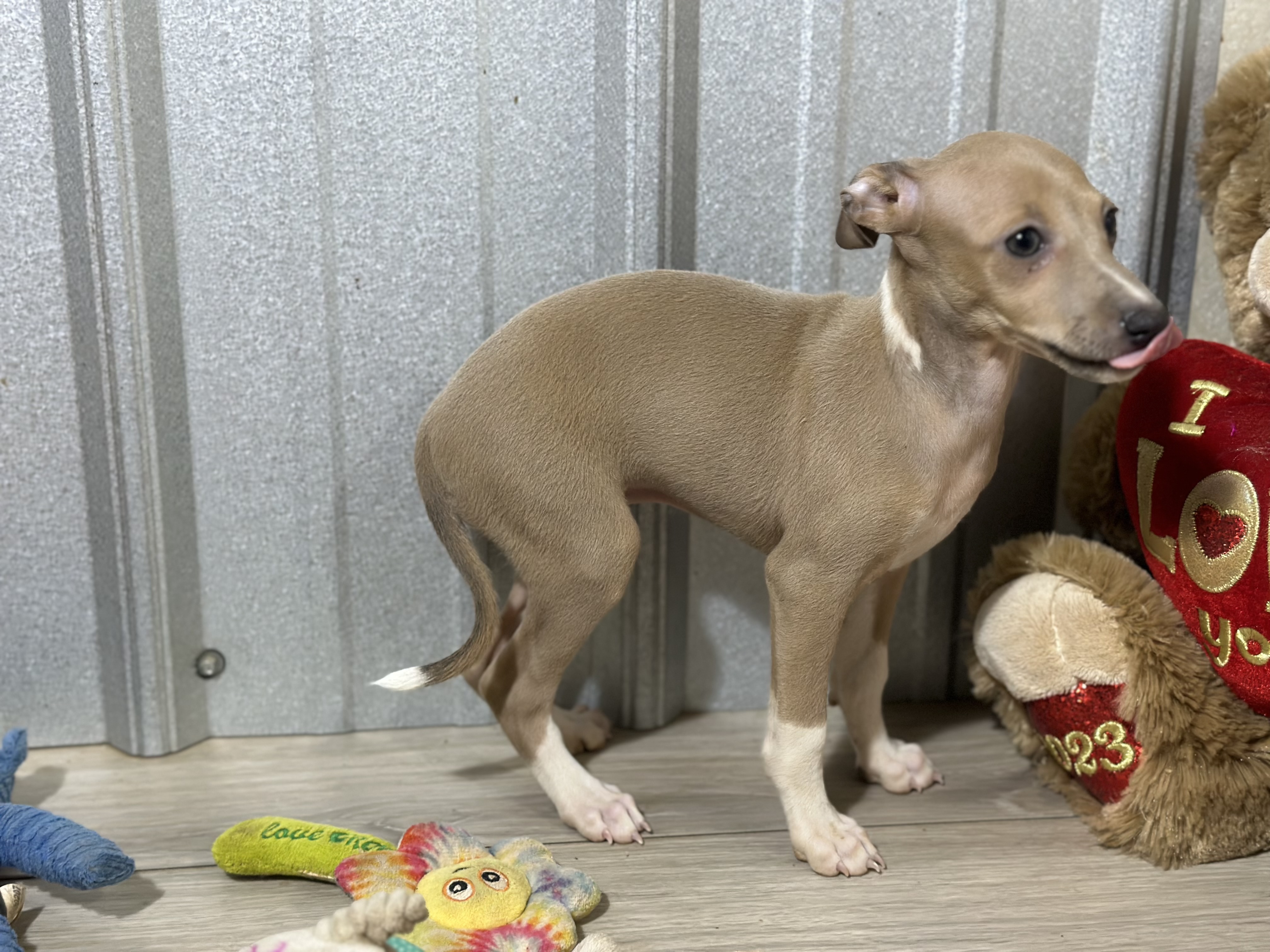 puppy, for, sale, Italian Greyhound, Kimberly  Dildine, dog, breeder, Willow Springs, MO, dog-breeder, puppy-for-sale, forsale, nearby, find, puppyfind, locator, puppylocator, aca