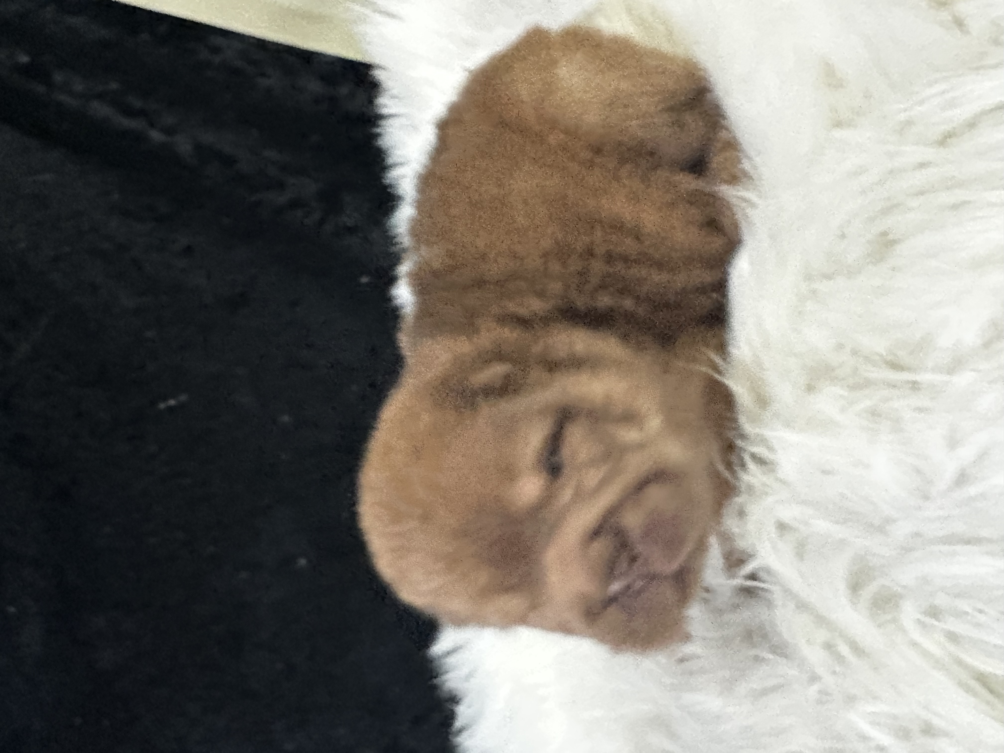 puppy, for, sale, Chinese Shar-Pei, Michelle  Russell, dog, breeder, Erie, KS, dog-breeder, puppy-for-sale, forsale, nearby, find, puppyfind, locator, puppylocator, aca