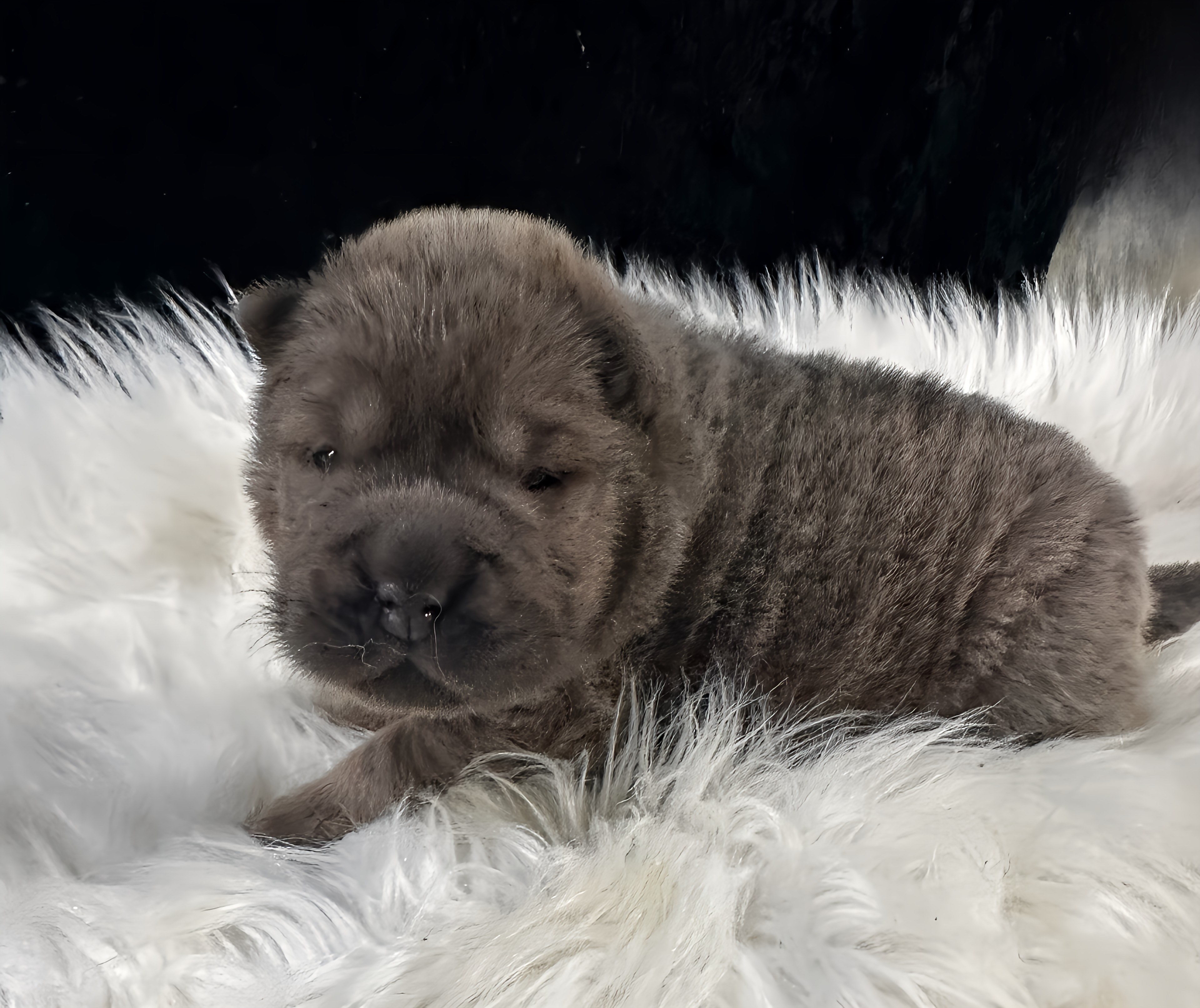 puppy, for, sale, Chinese Shar-Pei, Michelle  Russell, dog, breeder, Erie, KS, dog-breeder, puppy-for-sale, forsale, nearby, find, puppyfind, locator, puppylocator, aca