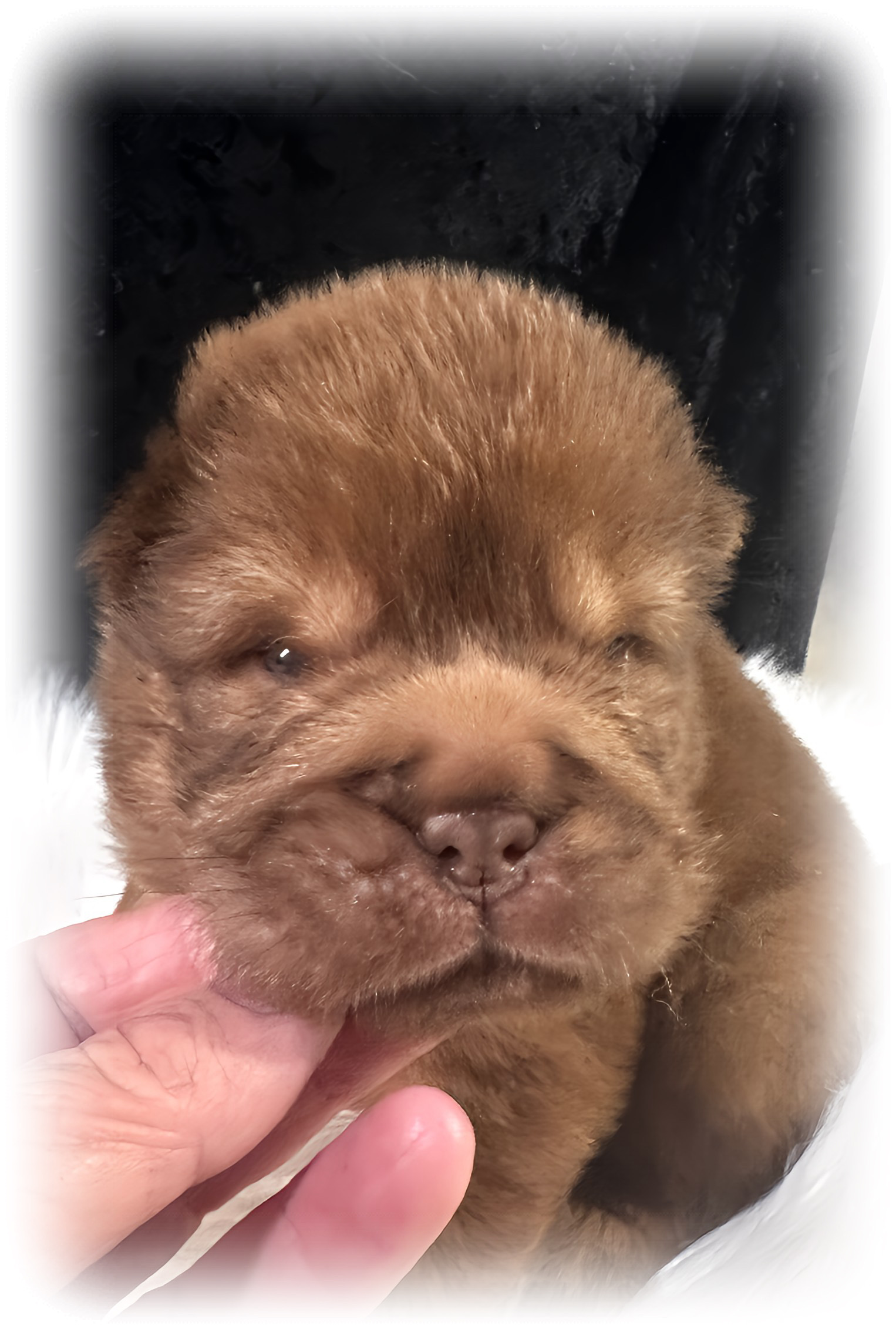 puppy, for, sale, Chinese Shar-Pei, Michelle  Russell, dog, breeder, Erie, KS, dog-breeder, puppy-for-sale, forsale, nearby, find, puppyfind, locator, puppylocator, aca