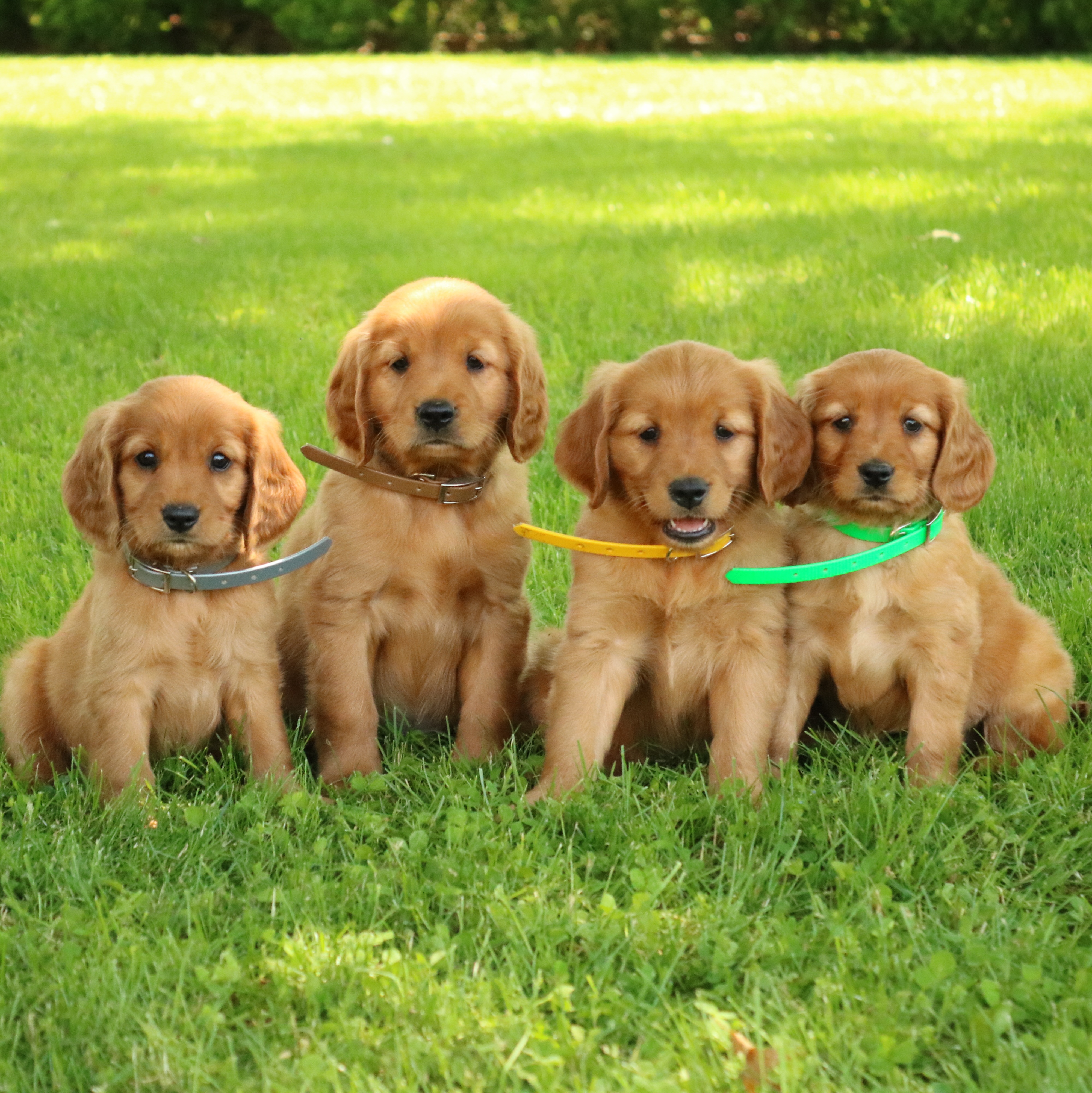 puppy, for, sale, Mini Golden Retriever, Ivan J. Stoltzfus, dog, breeder, Gordonville, PA, dog-breeder, puppy-for-sale, forsale, nearby, find, puppyfind, locator, puppylocator, aca