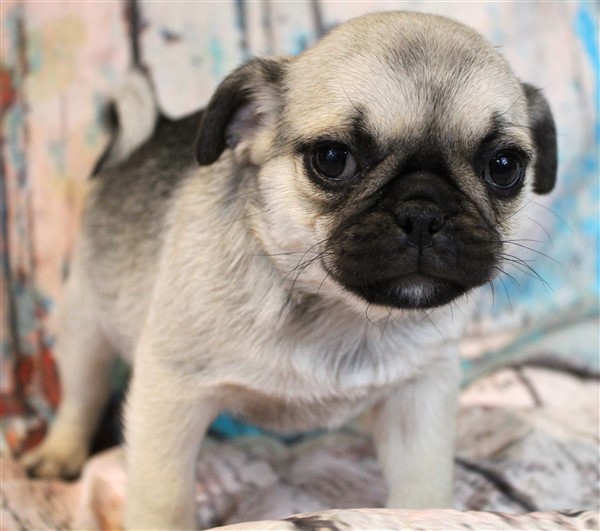 Pug Puppies For Sale Jenina Fortner dog breeder 7357133920620