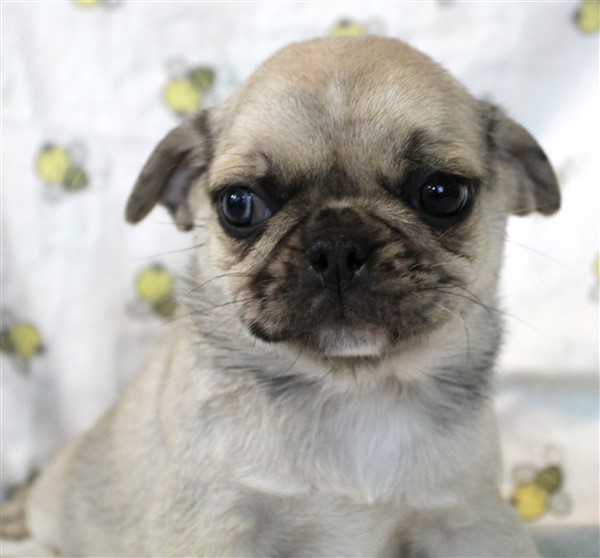 Pug Puppies For Sale Jenina Fortner dog breeder 7357133920620