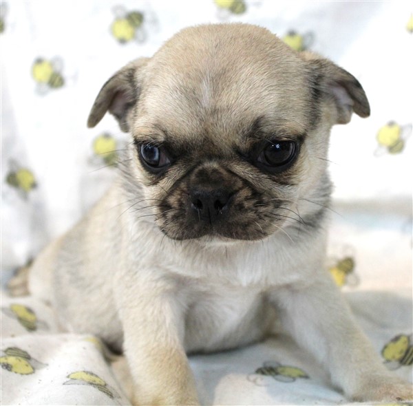 Pug Puppies For Sale Jenina Fortner dog breeder 7357133920620