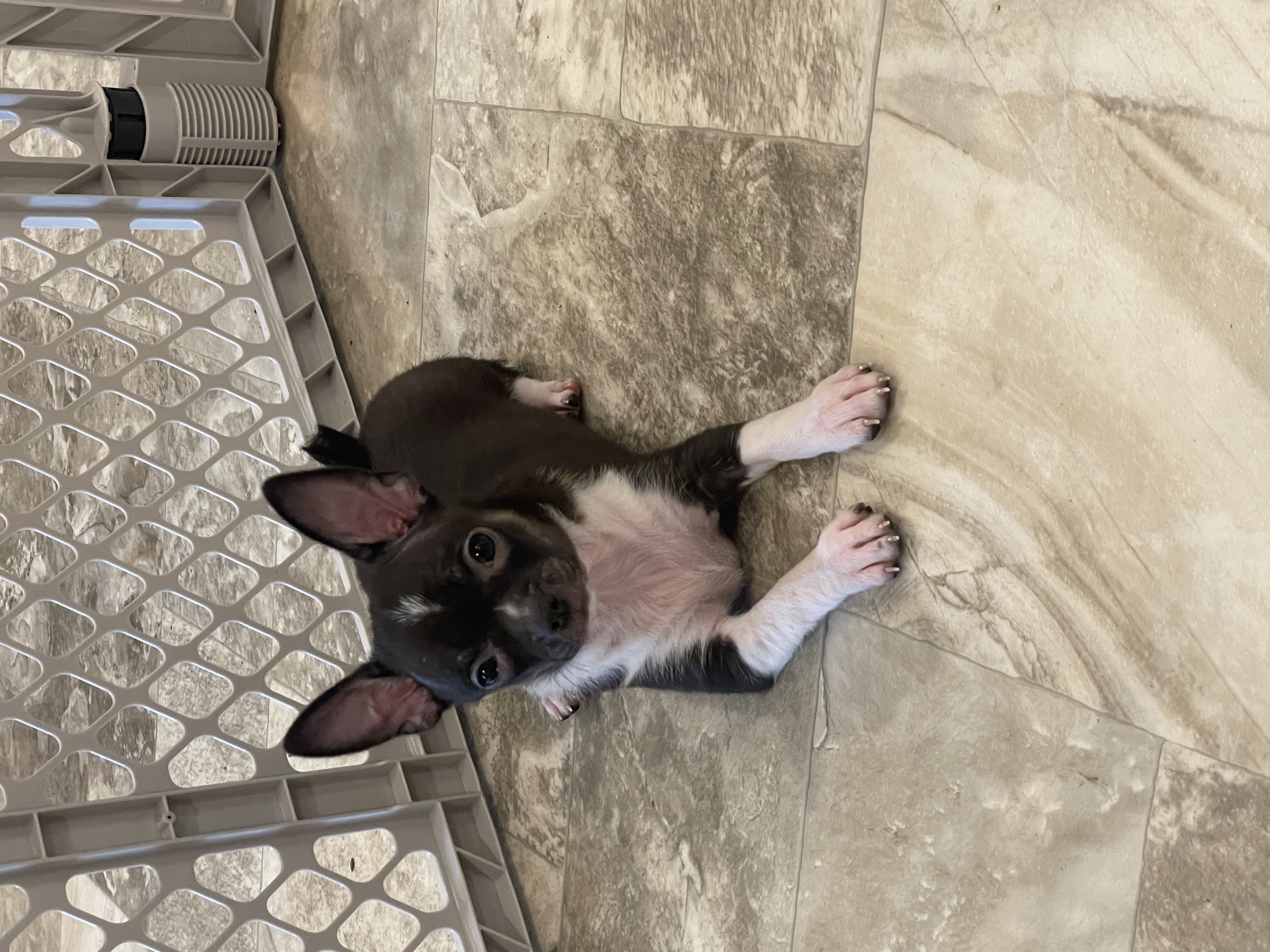 puppy, for, sale, Chihuahua, Curtis  Martin, dog, breeder, Seneca Falls, NY, dog-breeder, puppy-for-sale, forsale, nearby, find, puppyfind, locator, puppylocator, aca