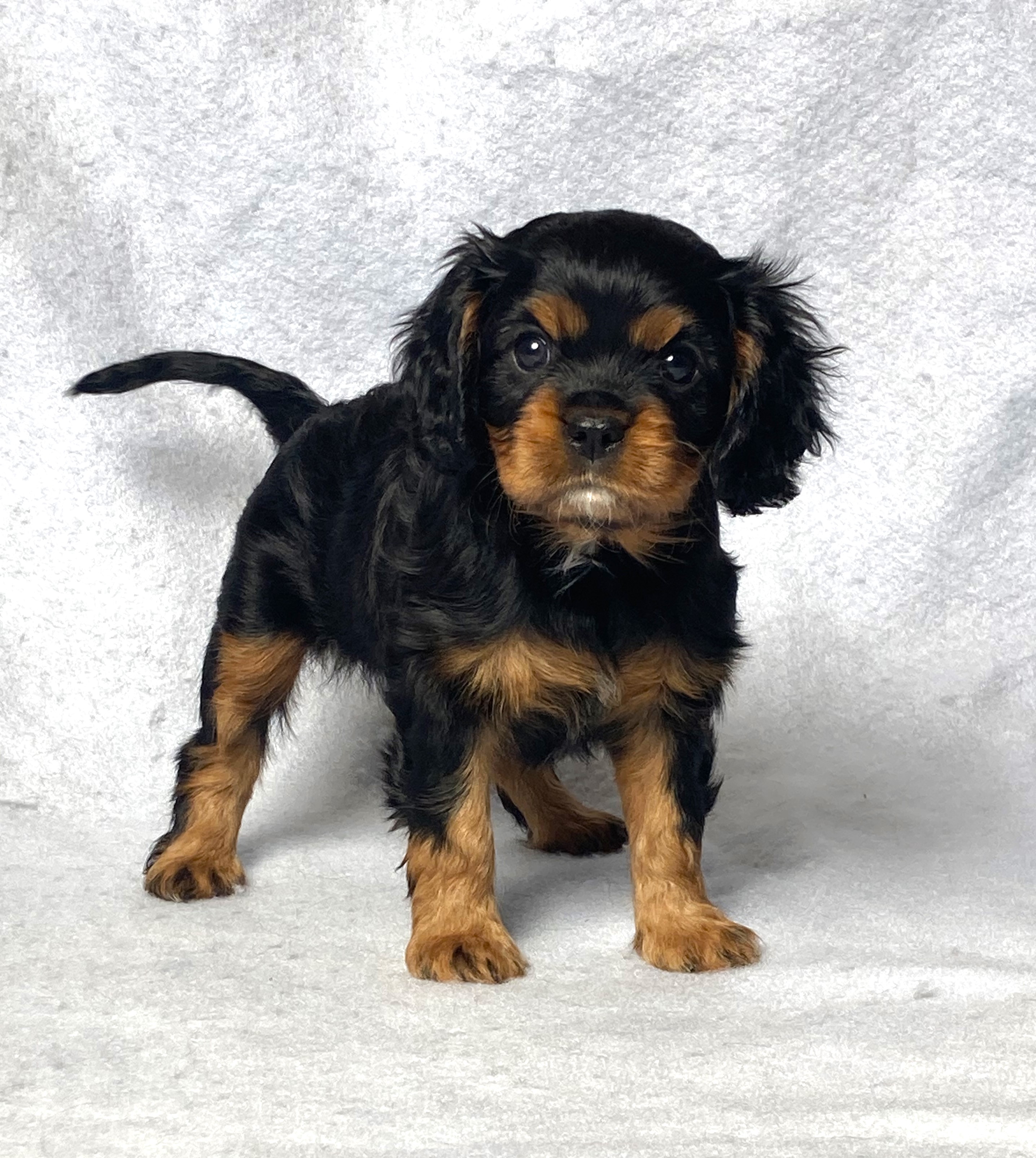 puppy, for, sale, Cavalier King Charles Spaniel,   Little Stream Estates LLC, dog, breeder, Lititz, PA, dog-breeder, puppy-for-sale, forsale, nearby, find, puppyfind, locator, puppylocator, aca