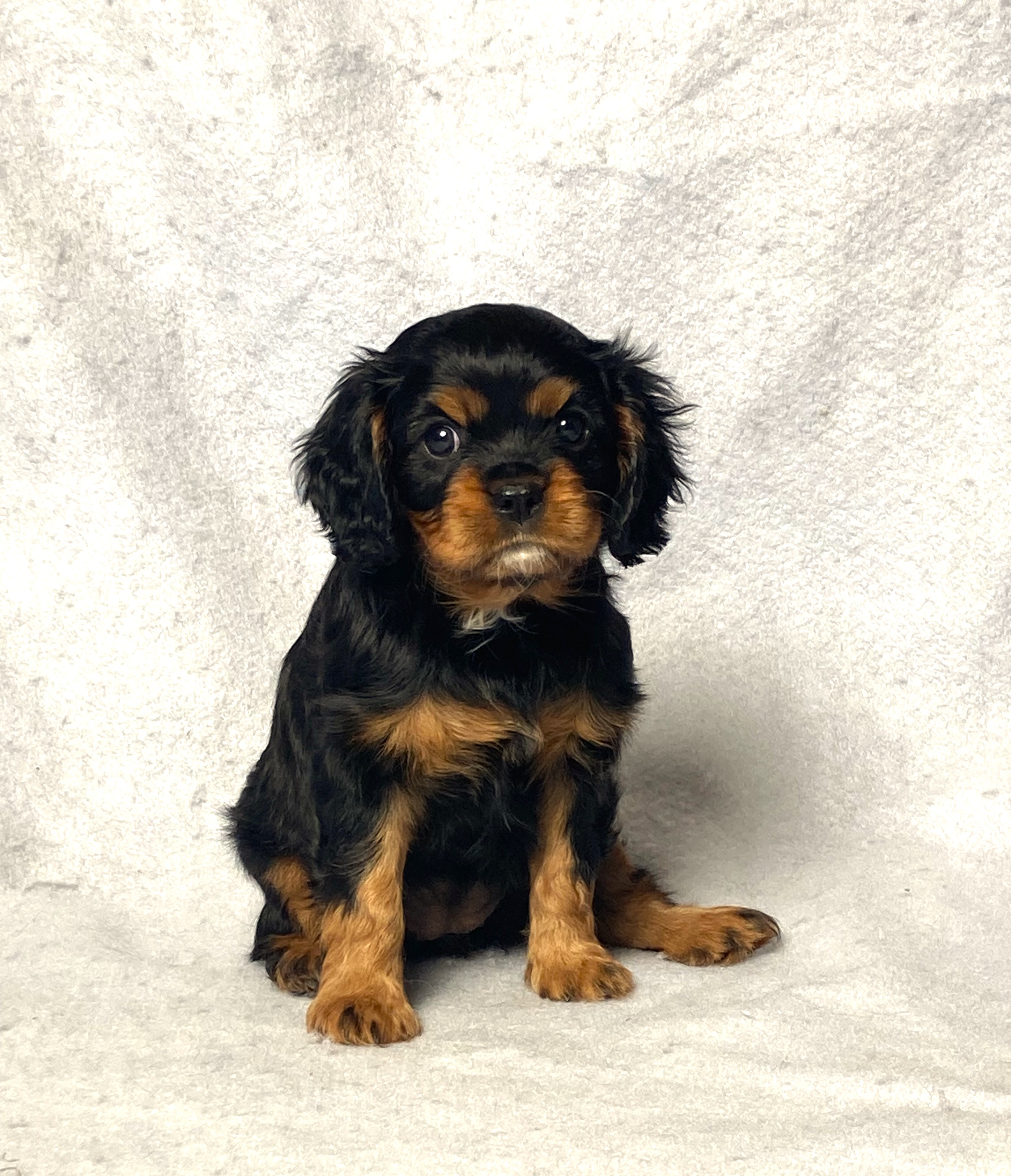 puppy, for, sale, Cavalier King Charles Spaniel,   Little Stream Estates LLC, dog, breeder, Lititz, PA, dog-breeder, puppy-for-sale, forsale, nearby, find, puppyfind, locator, puppylocator, aca