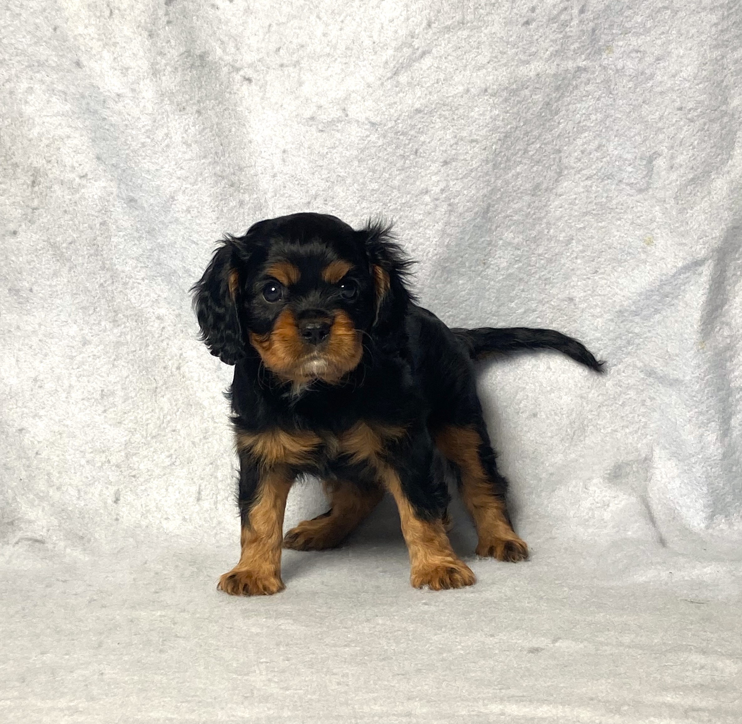 puppy, for, sale, Cavalier King Charles Spaniel,   Little Stream Estates LLC, dog, breeder, Lititz, PA, dog-breeder, puppy-for-sale, forsale, nearby, find, puppyfind, locator, puppylocator, aca