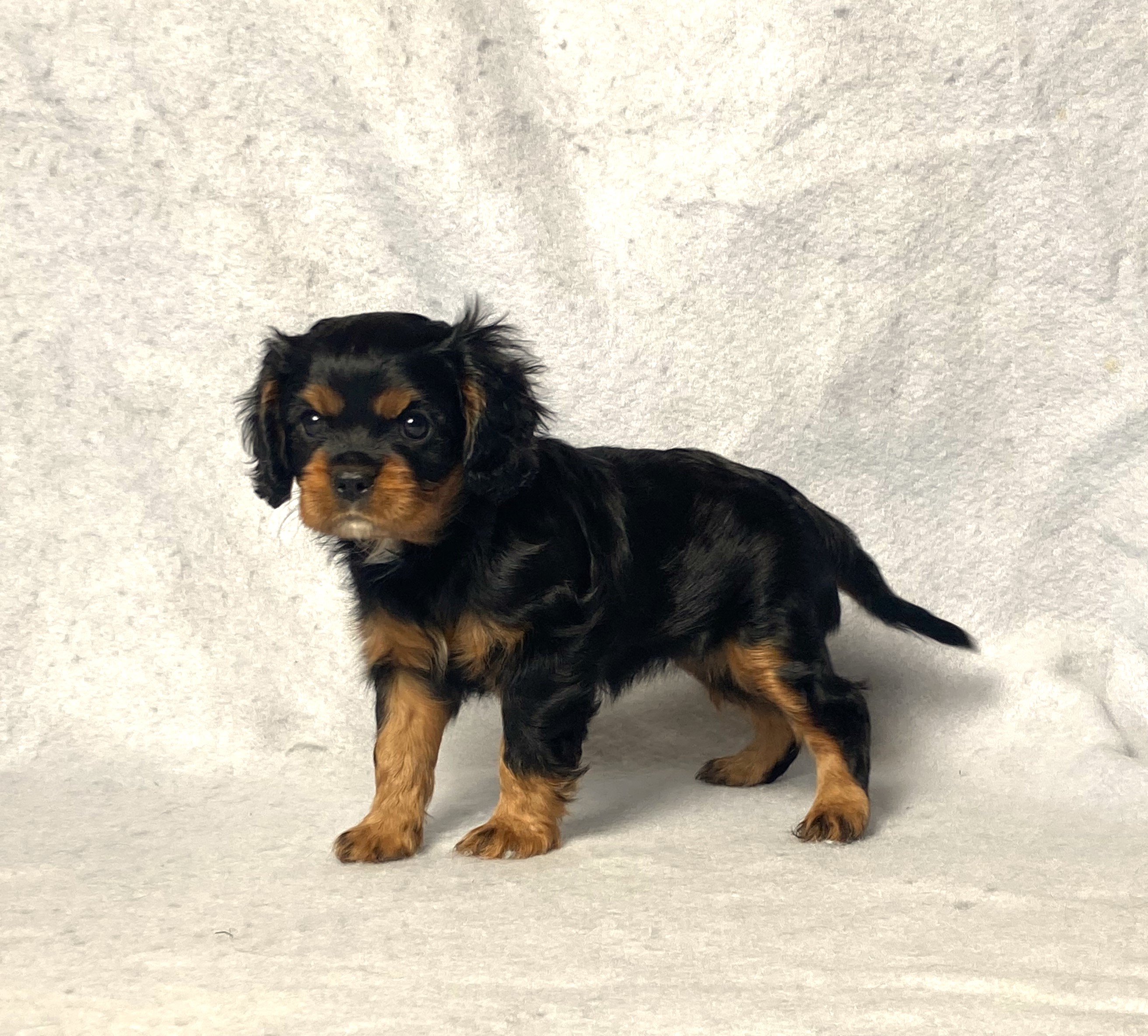 puppy, for, sale, Cavalier King Charles Spaniel,   Little Stream Estates LLC, dog, breeder, Lititz, PA, dog-breeder, puppy-for-sale, forsale, nearby, find, puppyfind, locator, puppylocator, aca