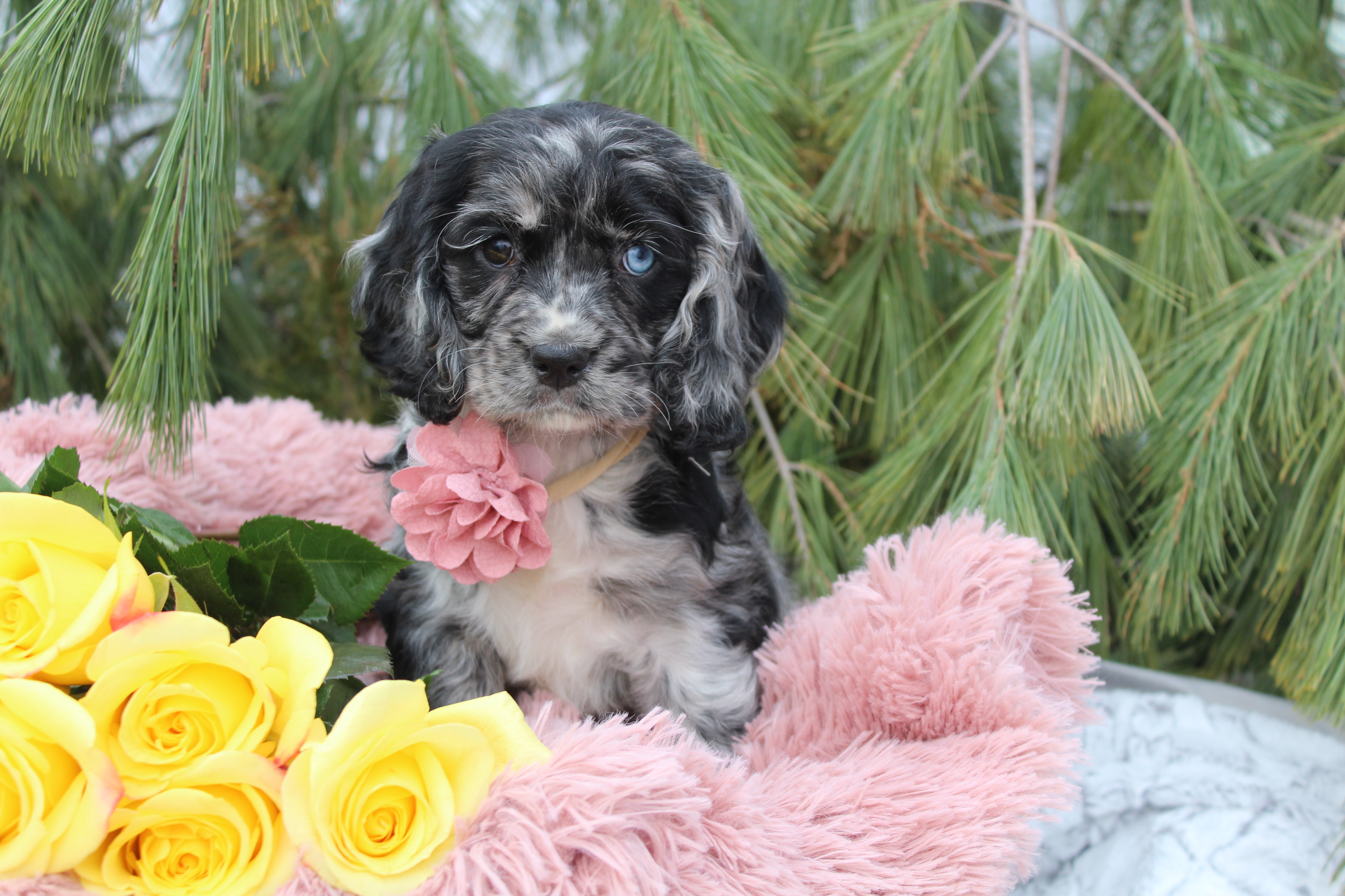 puppy, for, sale, Cocker,   Rocky Ridge Kennels, dog, breeder, Dundee, NY, dog-breeder, puppy-for-sale, forsale, nearby, find, puppyfind, locator, puppylocator, aca
