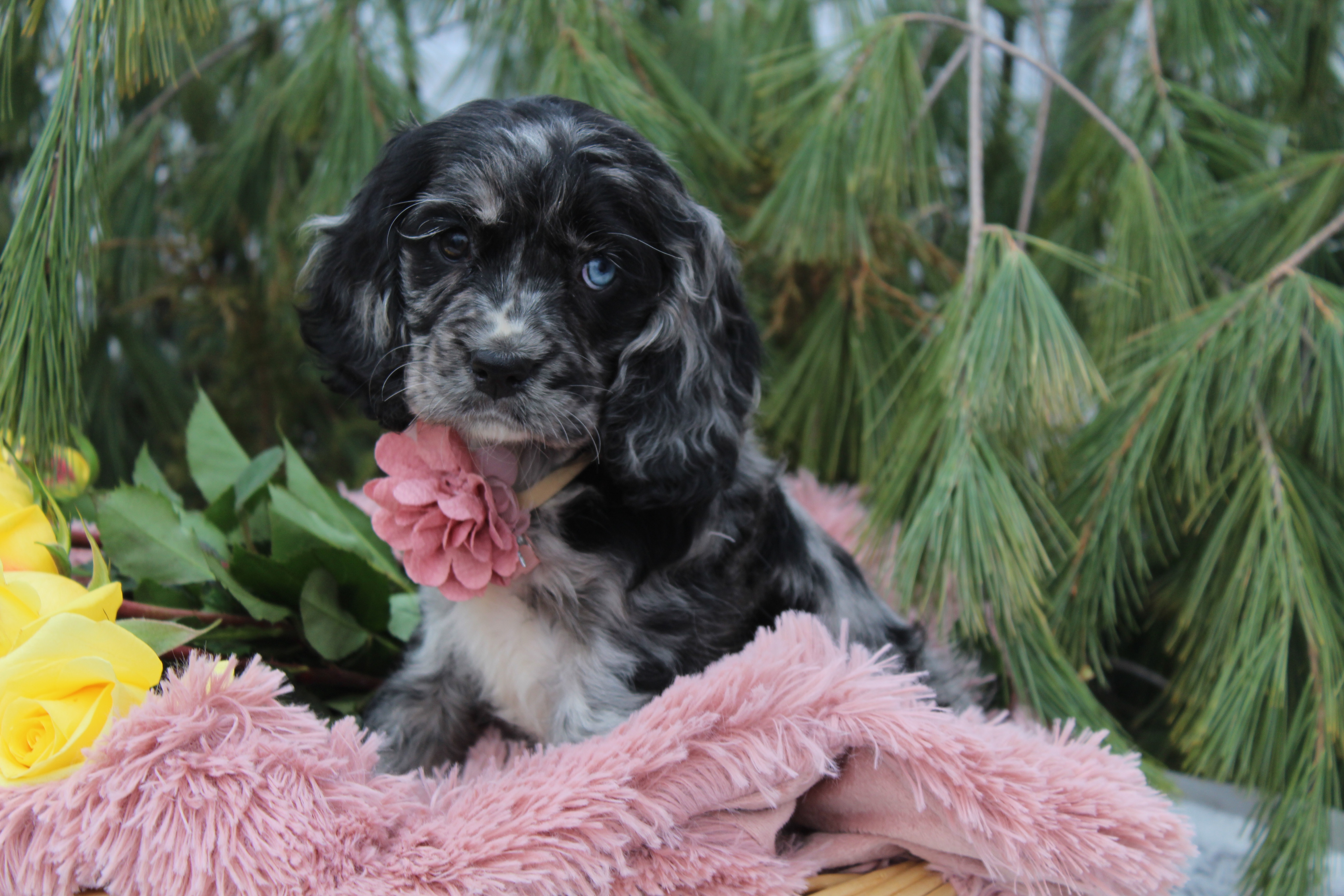 puppy, for, sale, Cocker,   Rocky Ridge Kennels, dog, breeder, Dundee, NY, dog-breeder, puppy-for-sale, forsale, nearby, find, puppyfind, locator, puppylocator, aca