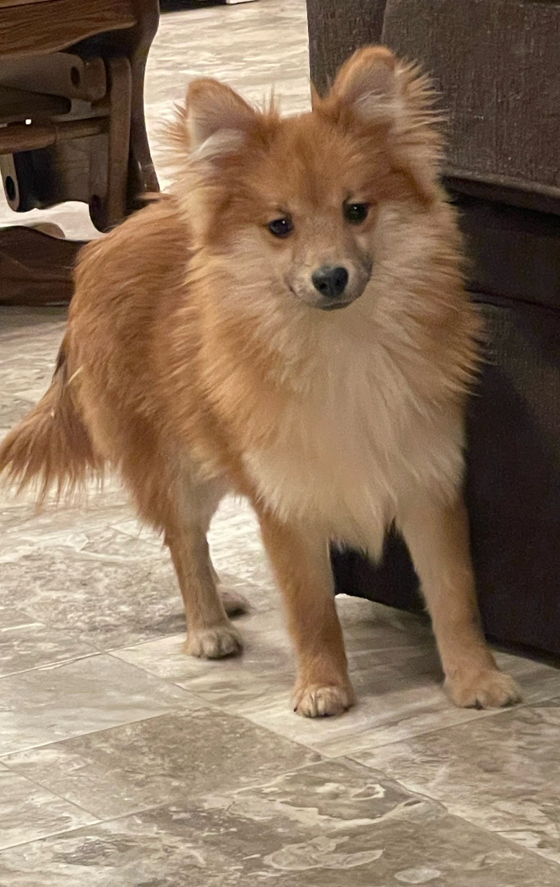 puppy, for, sale, Pomeranian, Curtis  Martin, dog, breeder, Seneca Falls, NY, dog-breeder, puppy-for-sale, forsale, nearby, find, puppyfind, locator, puppylocator, aca