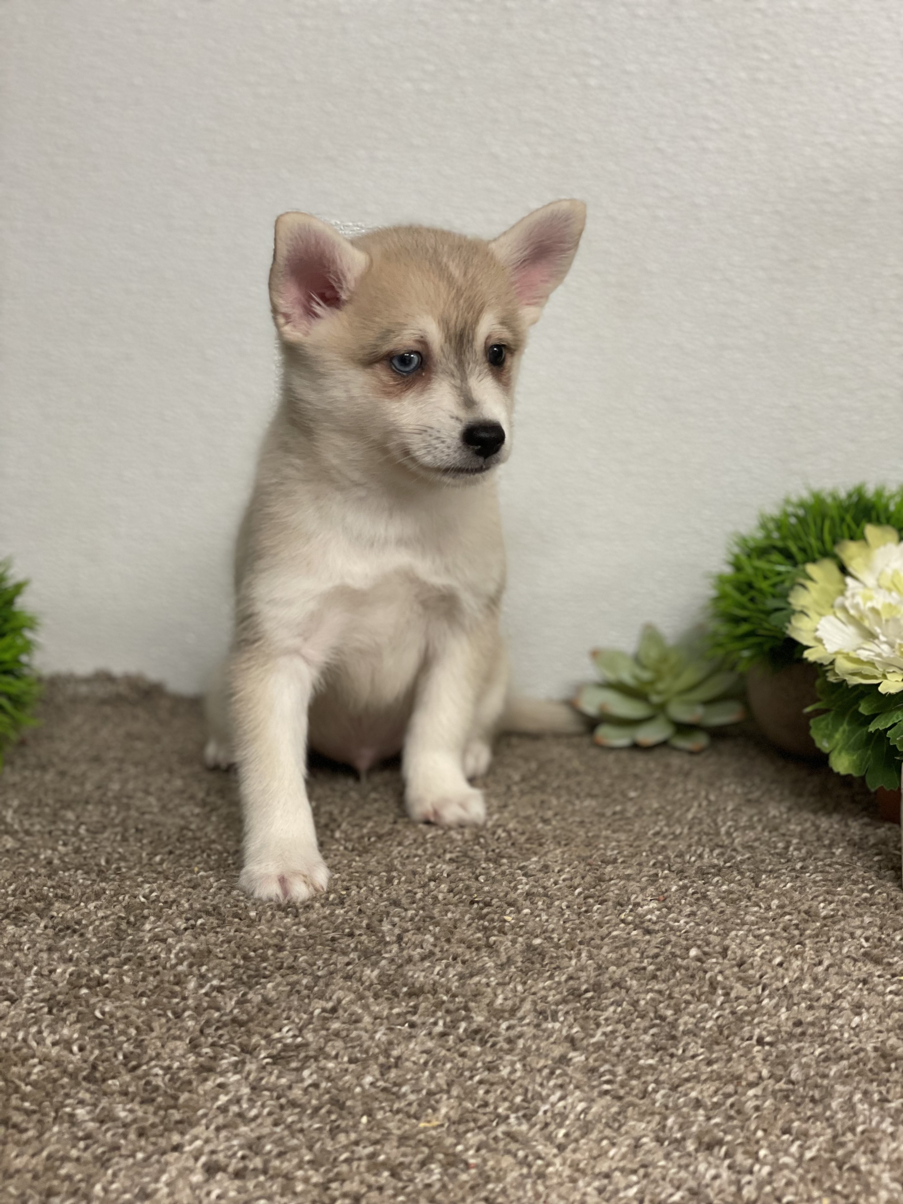puppy, for, sale, Alaskan Klee Kai/American Eskimo Dog,   Creek Side Kennel, dog, breeder, Oberlin, KS, dog-breeder, puppy-for-sale, forsale, nearby, find, puppyfind, locator, puppylocator, aca