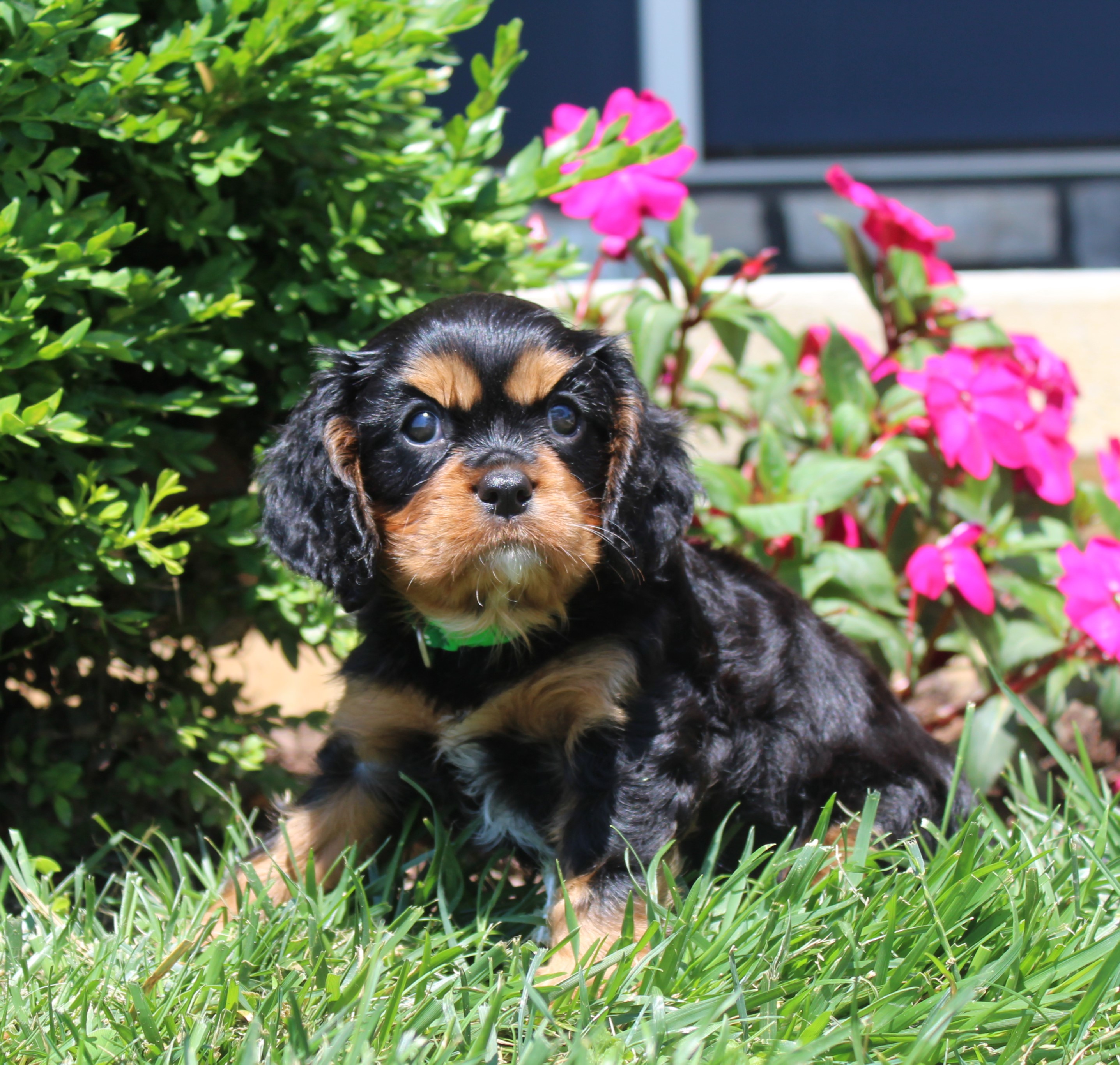 puppy, for, sale, Cavalier King Charles Spaniel,   Little Stream Estates LLC, dog, breeder, Lititz, PA, dog-breeder, puppy-for-sale, forsale, nearby, find, puppyfind, locator, puppylocator, aca