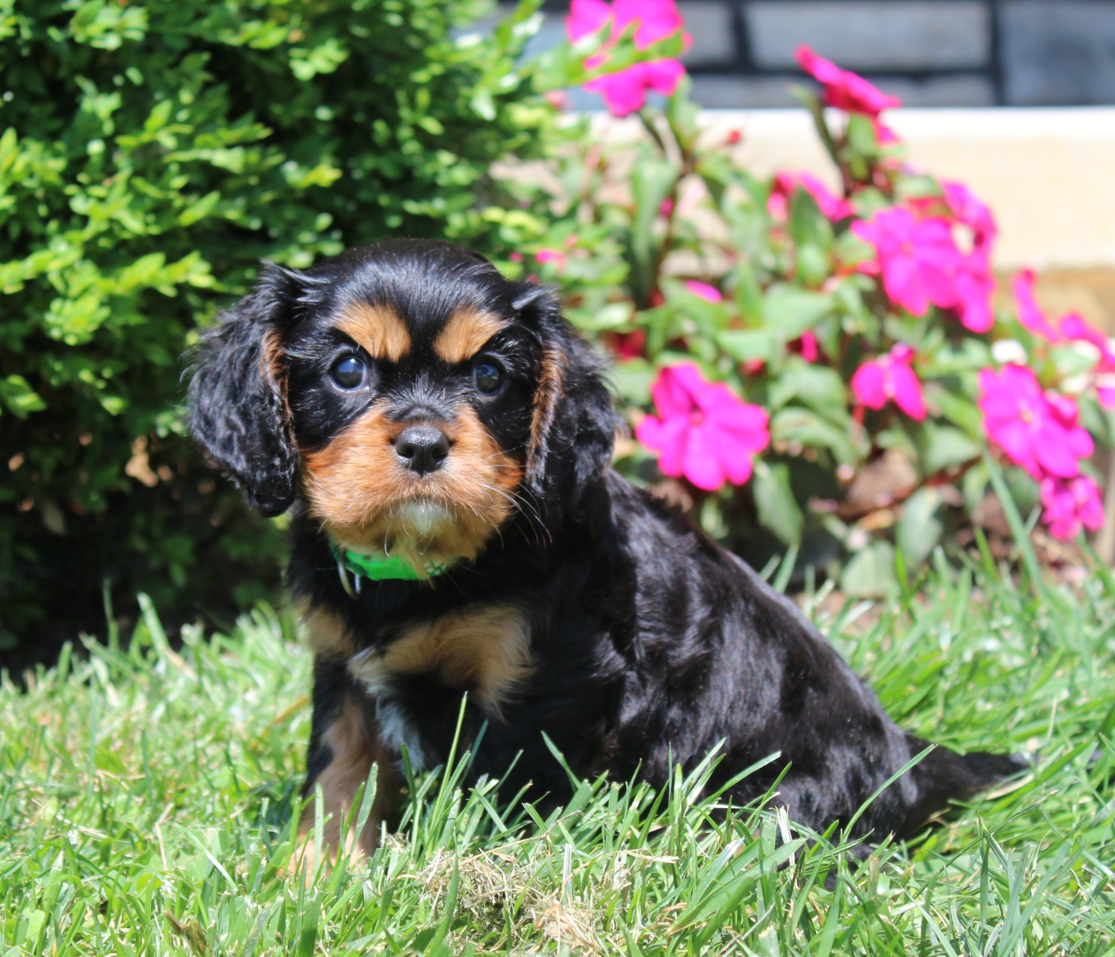 puppy, for, sale, Cavalier King Charles Spaniel,   Little Stream Estates LLC, dog, breeder, Lititz, PA, dog-breeder, puppy-for-sale, forsale, nearby, find, puppyfind, locator, puppylocator, aca