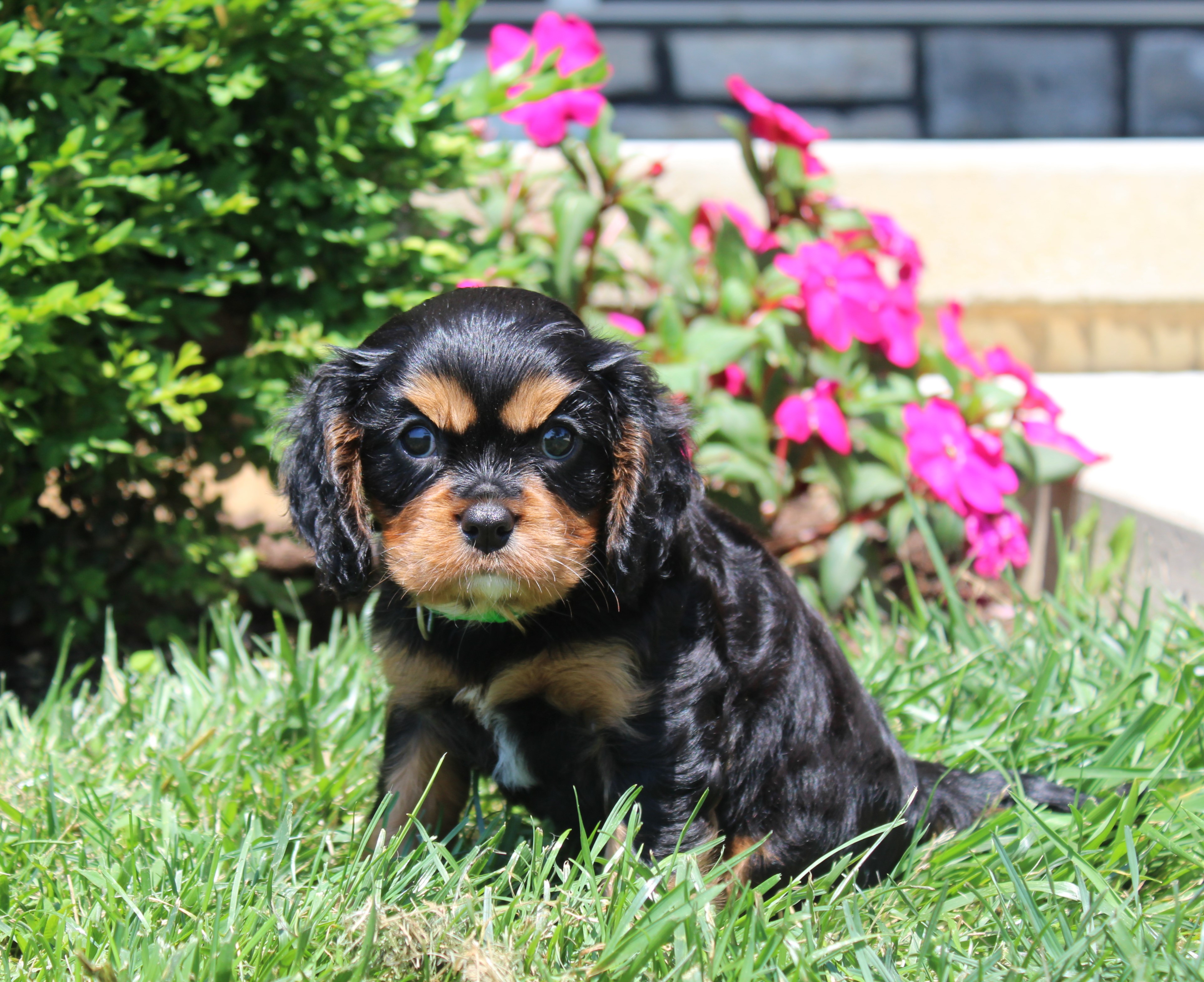 puppy, for, sale, Cavalier King Charles Spaniel,   Little Stream Estates LLC, dog, breeder, Lititz, PA, dog-breeder, puppy-for-sale, forsale, nearby, find, puppyfind, locator, puppylocator, aca