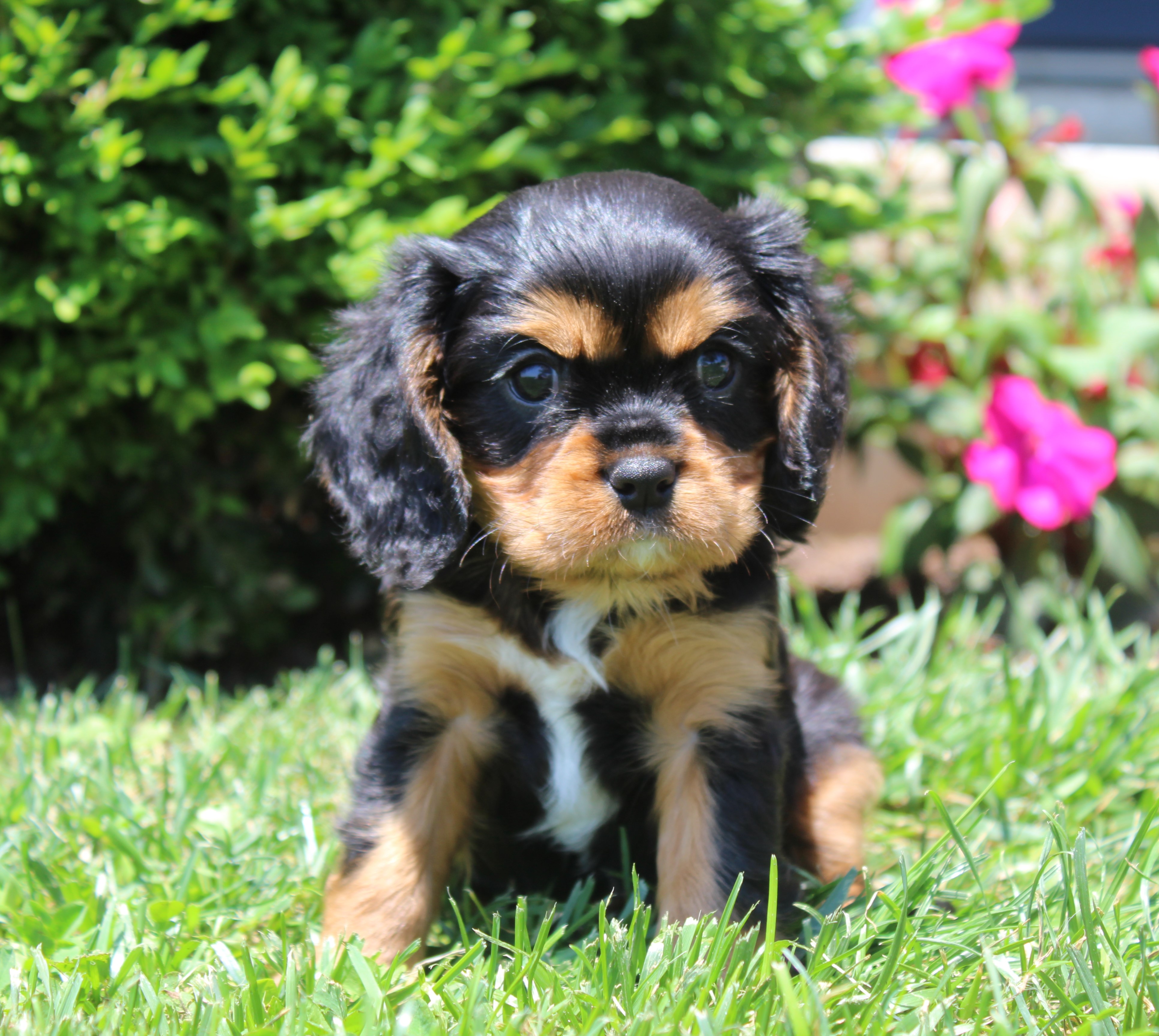 puppy, for, sale, Cavalier King Charles Spaniel,   Little Stream Estates LLC, dog, breeder, Lititz, PA, dog-breeder, puppy-for-sale, forsale, nearby, find, puppyfind, locator, puppylocator, aca